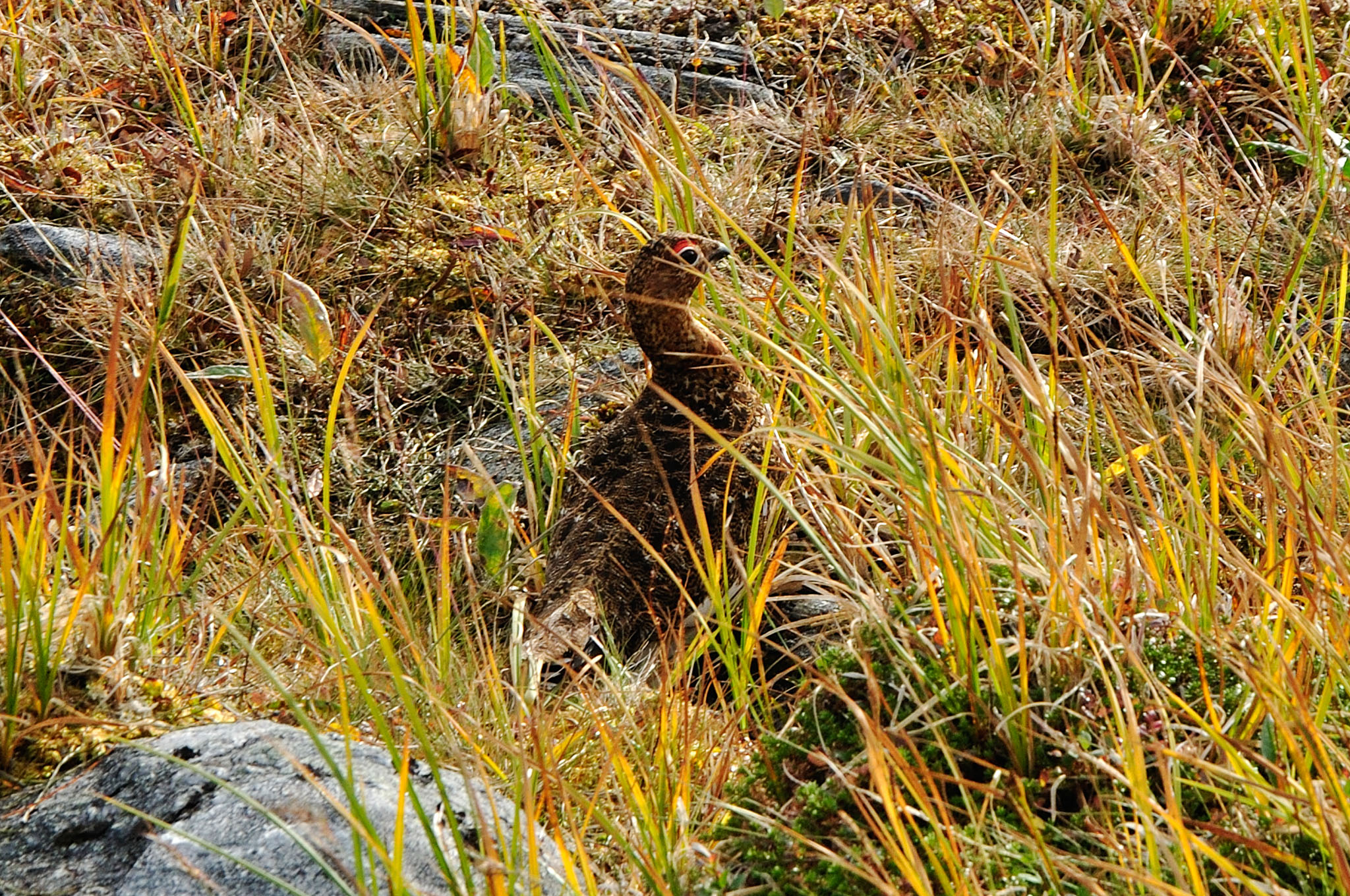 Abisko2014226_-w.jpg