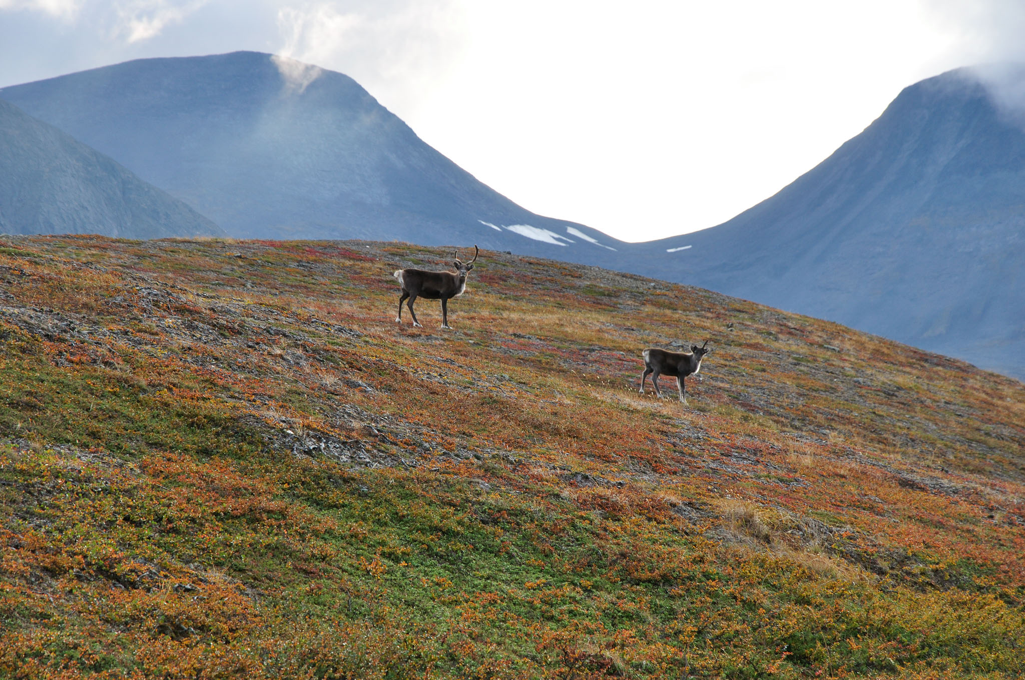 Abisko2014262_-w.jpg