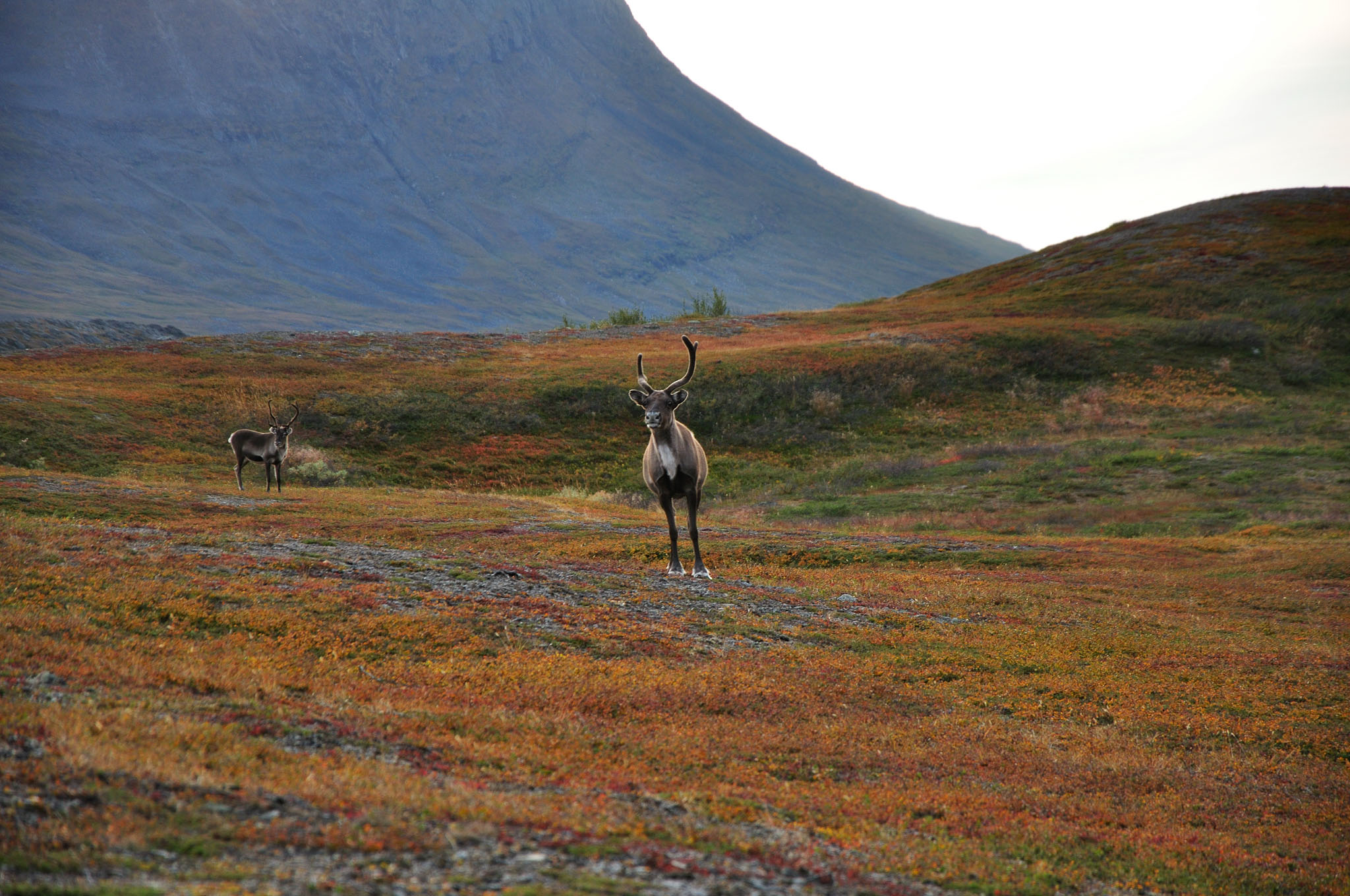 Abisko2014272_-w.jpg