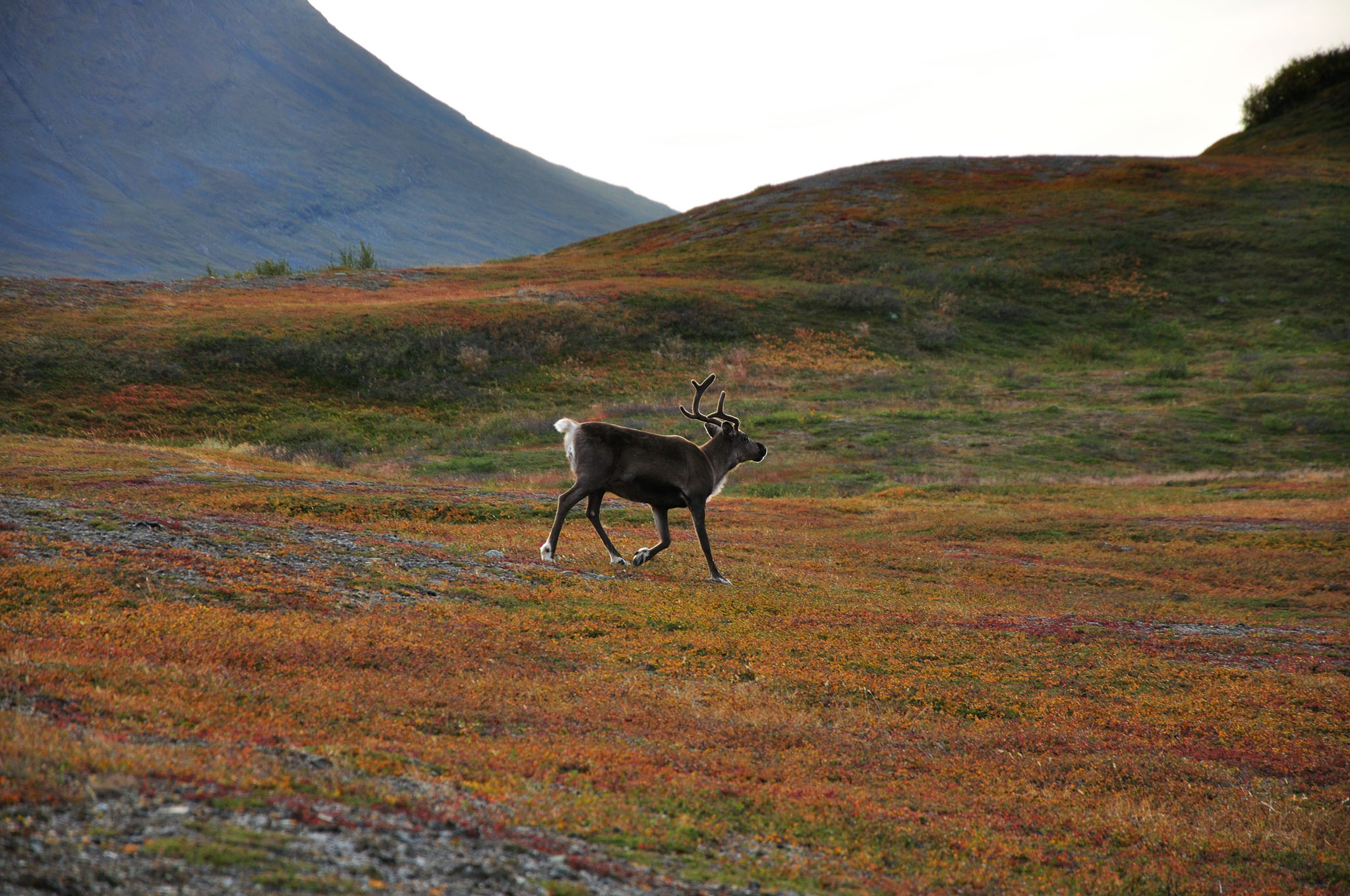 Abisko2014274_-w.jpg