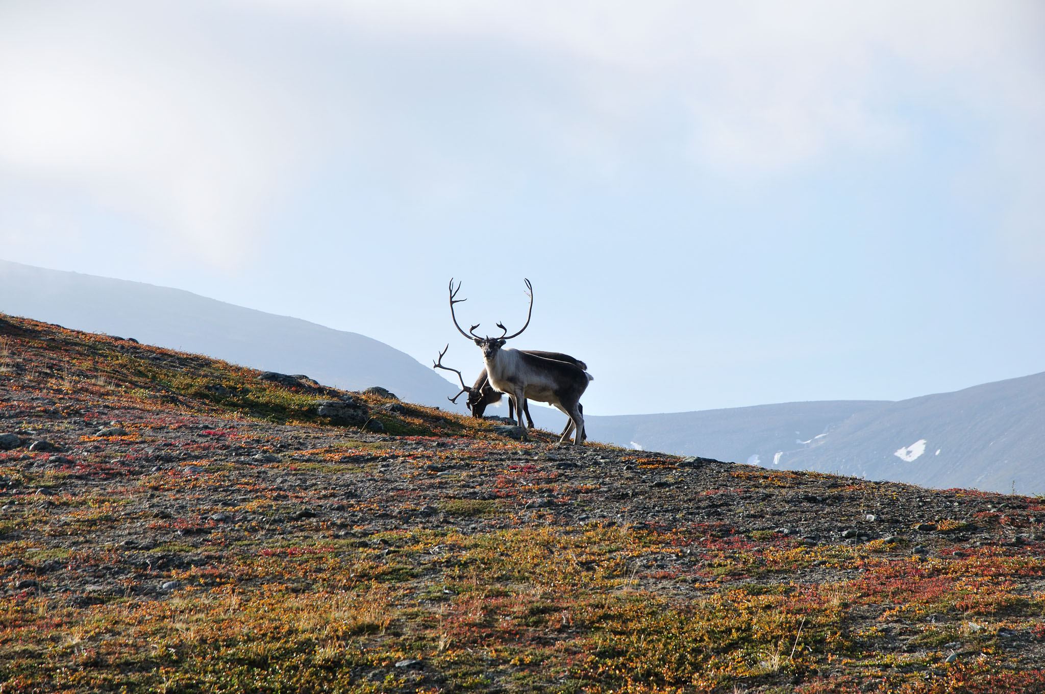 Abisko2014347_-w.jpg