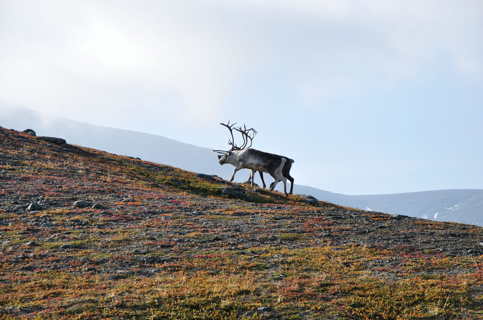 Abisko2014349_-w.jpg