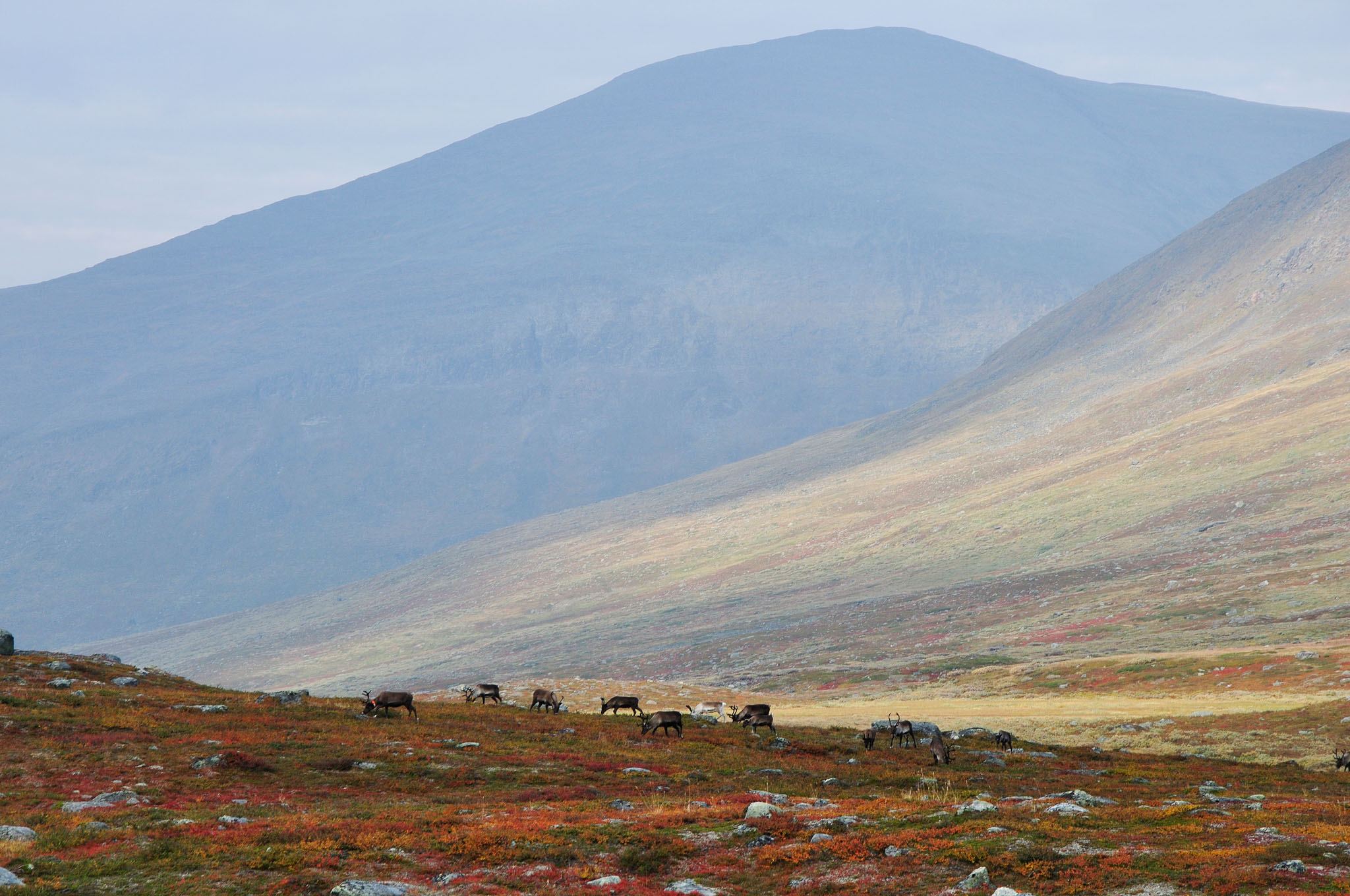 Abisko2014389_-w.jpg