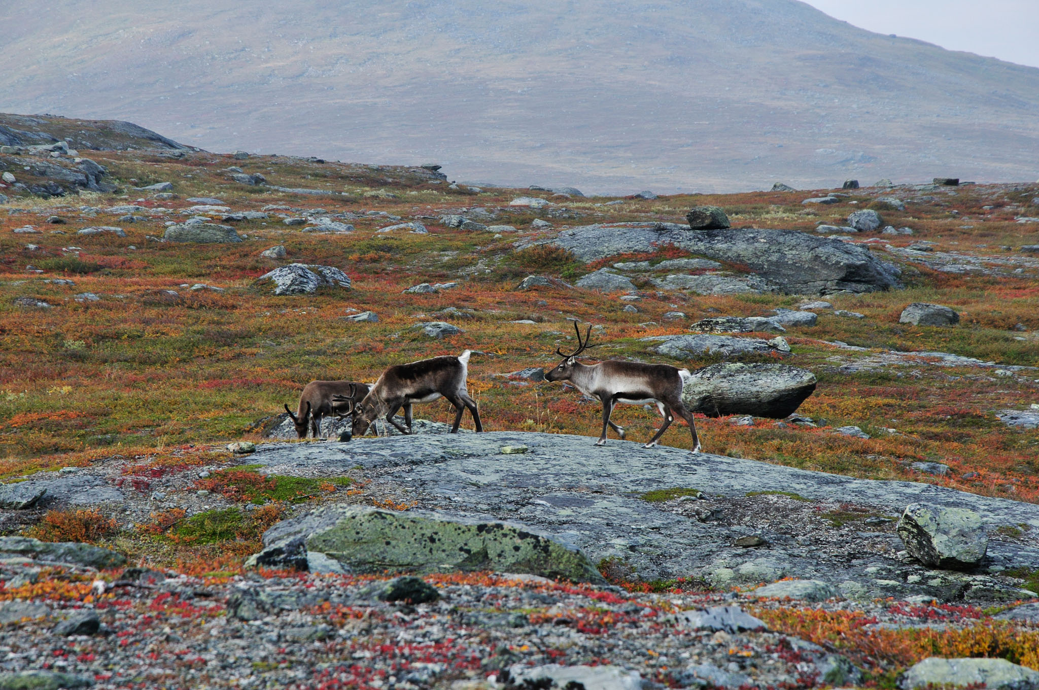 Abisko2014405_-w.jpg