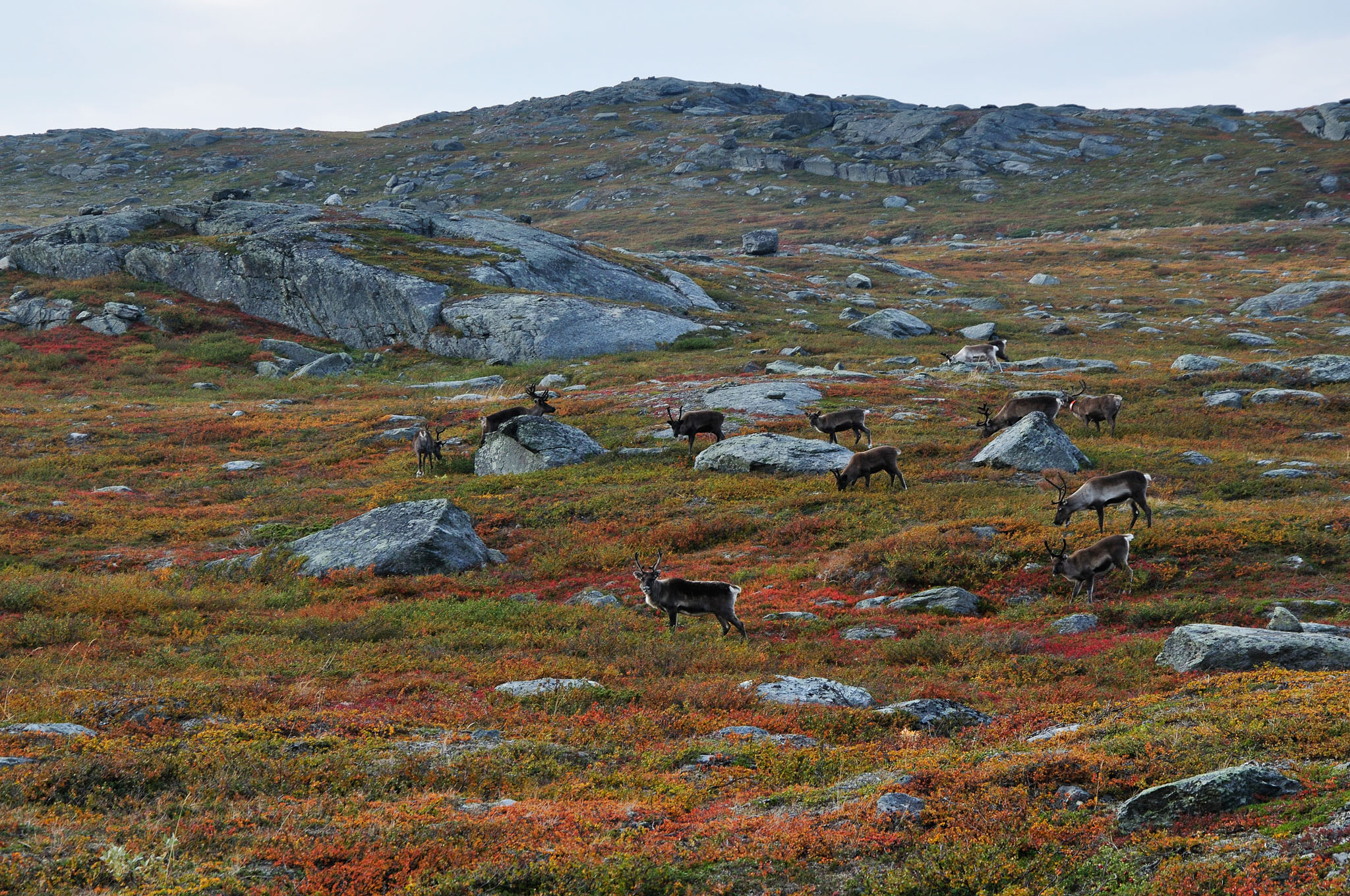 Abisko2014409_-w.jpg