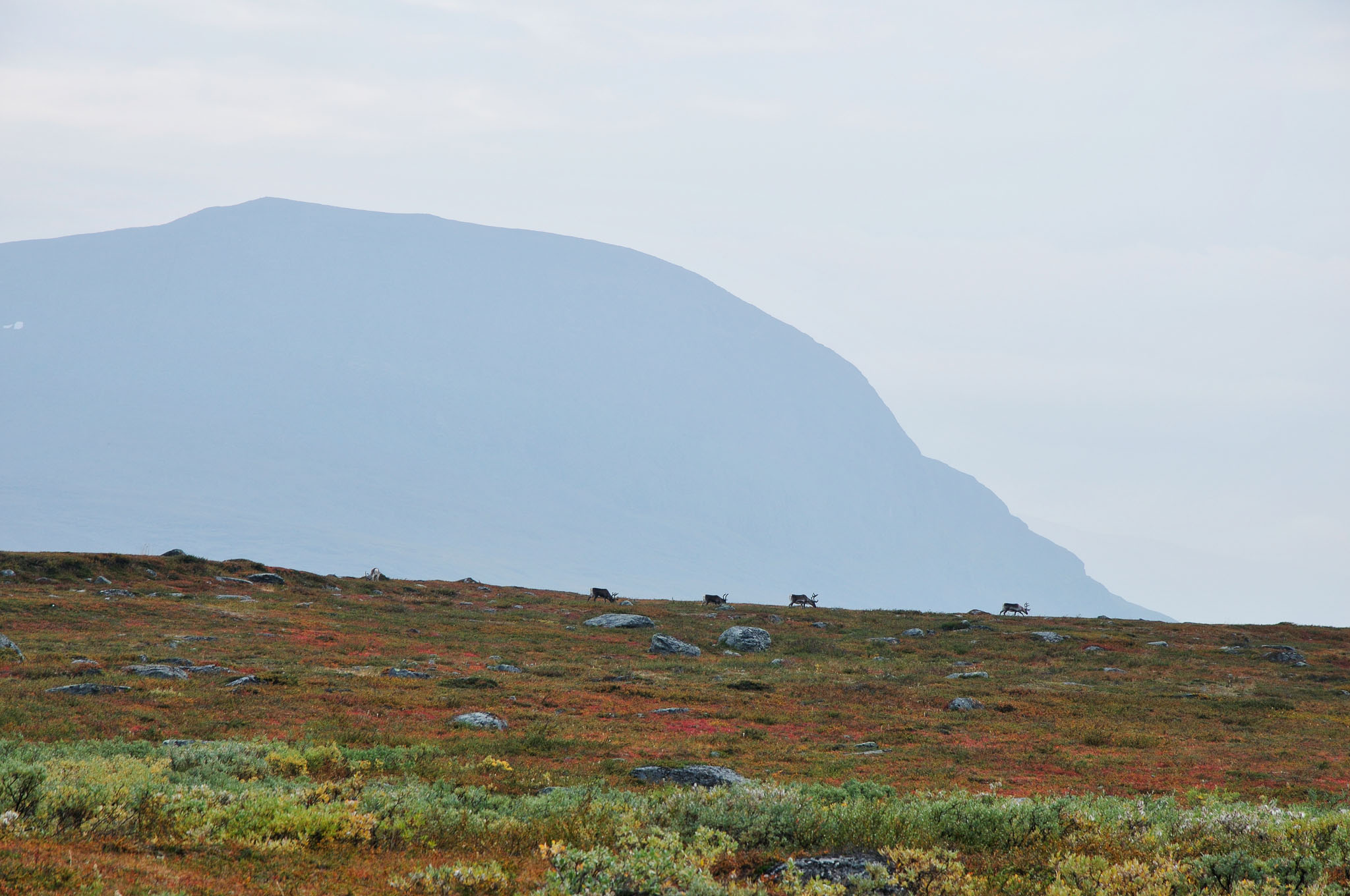 Abisko2014420_-w.jpg