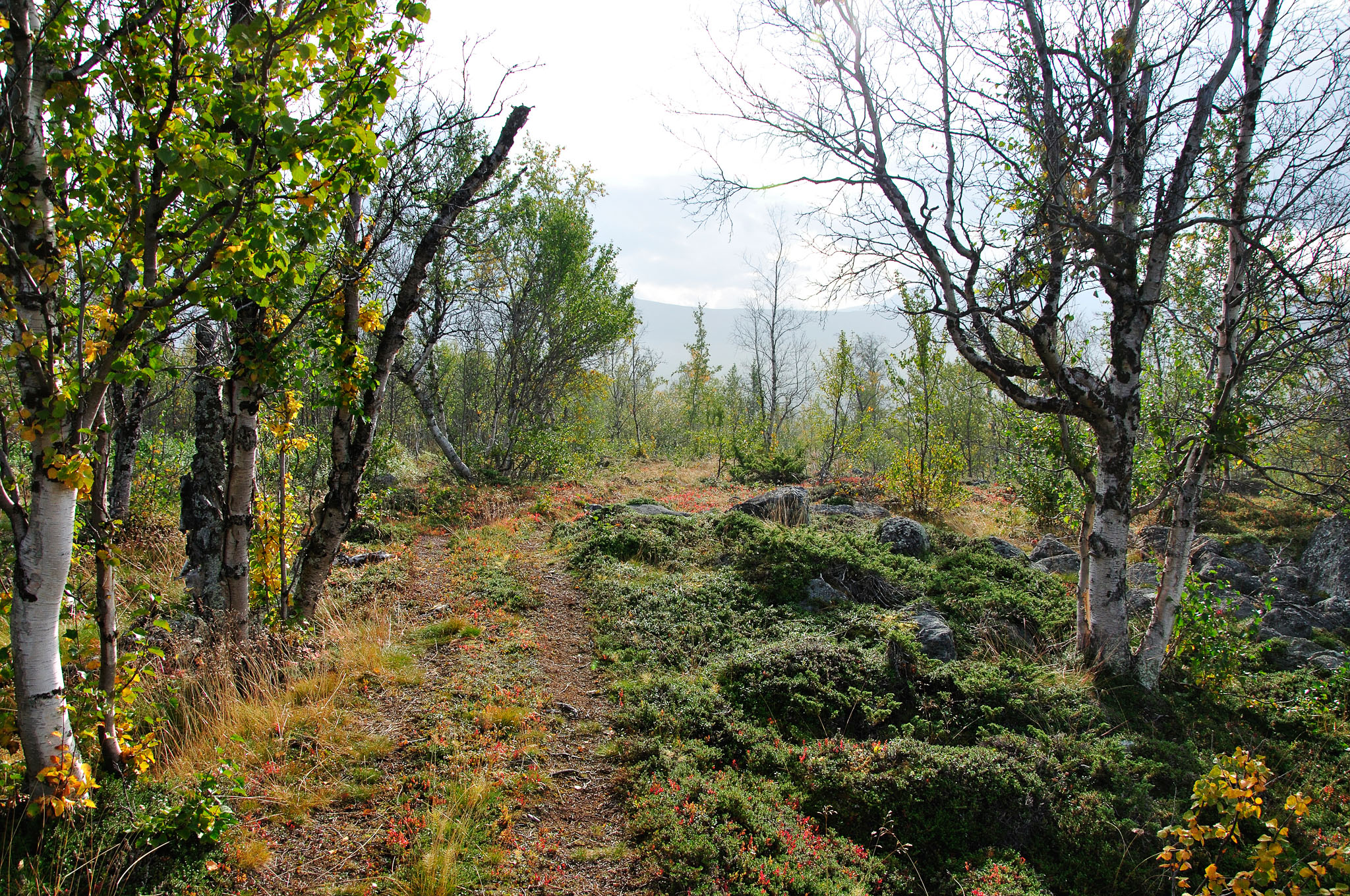 Abisko2014451_-w.jpg