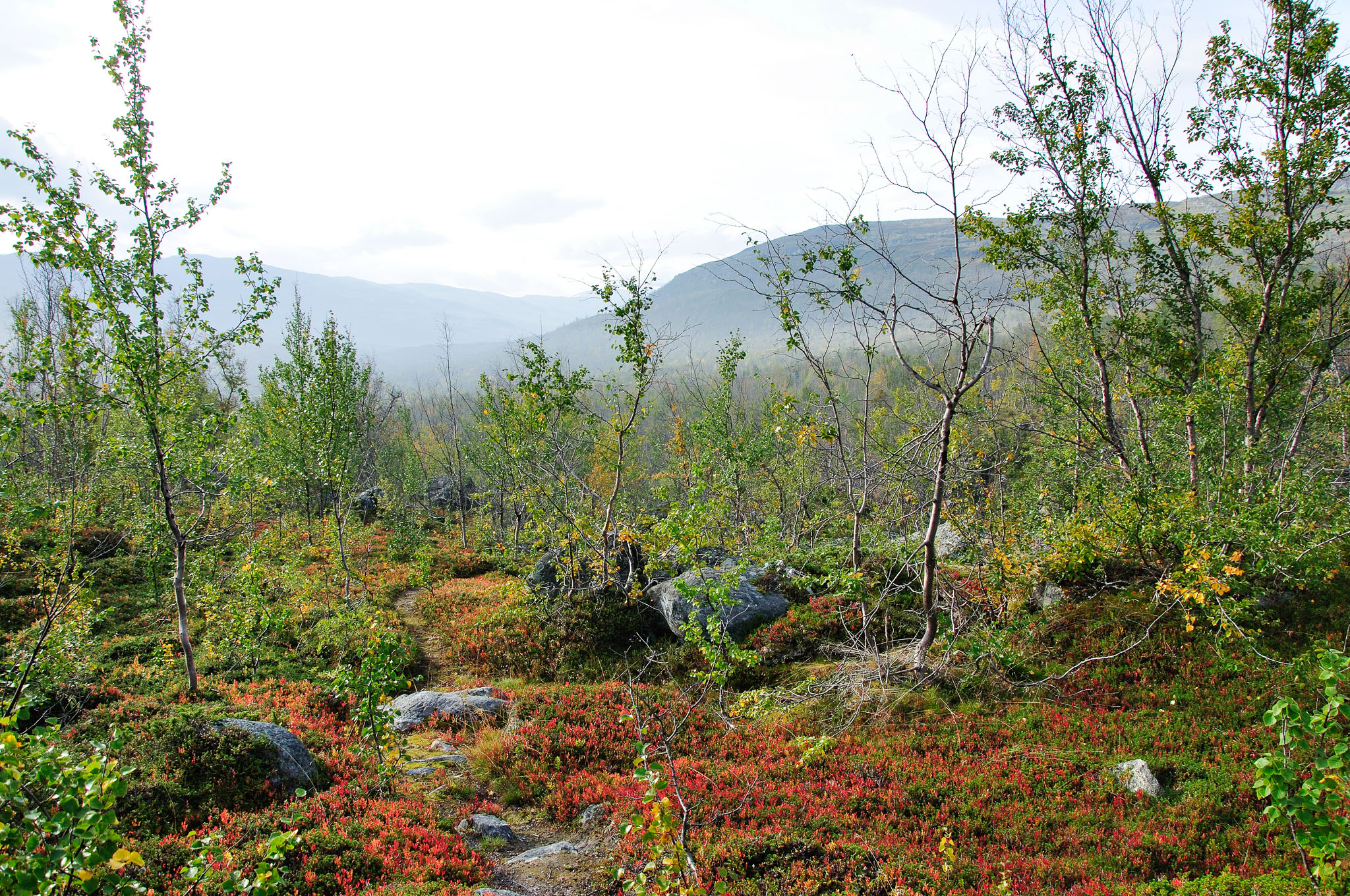 Abisko2014452_-w.jpg