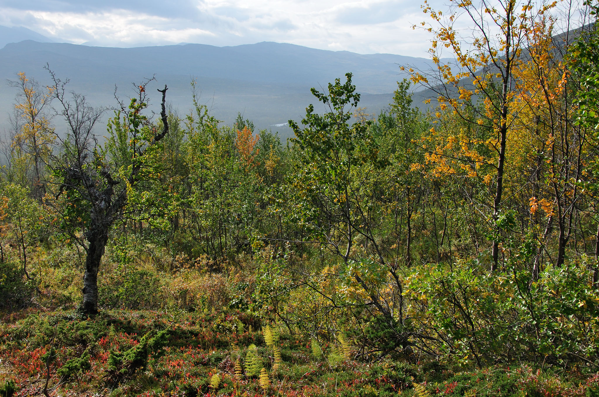 Abisko2014454_-w.jpg