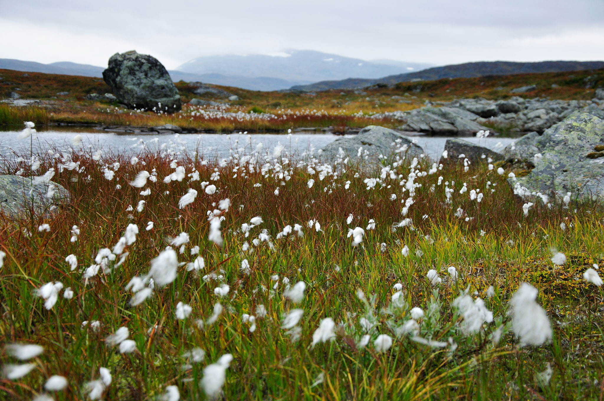 Abisko2014516_-w.jpg