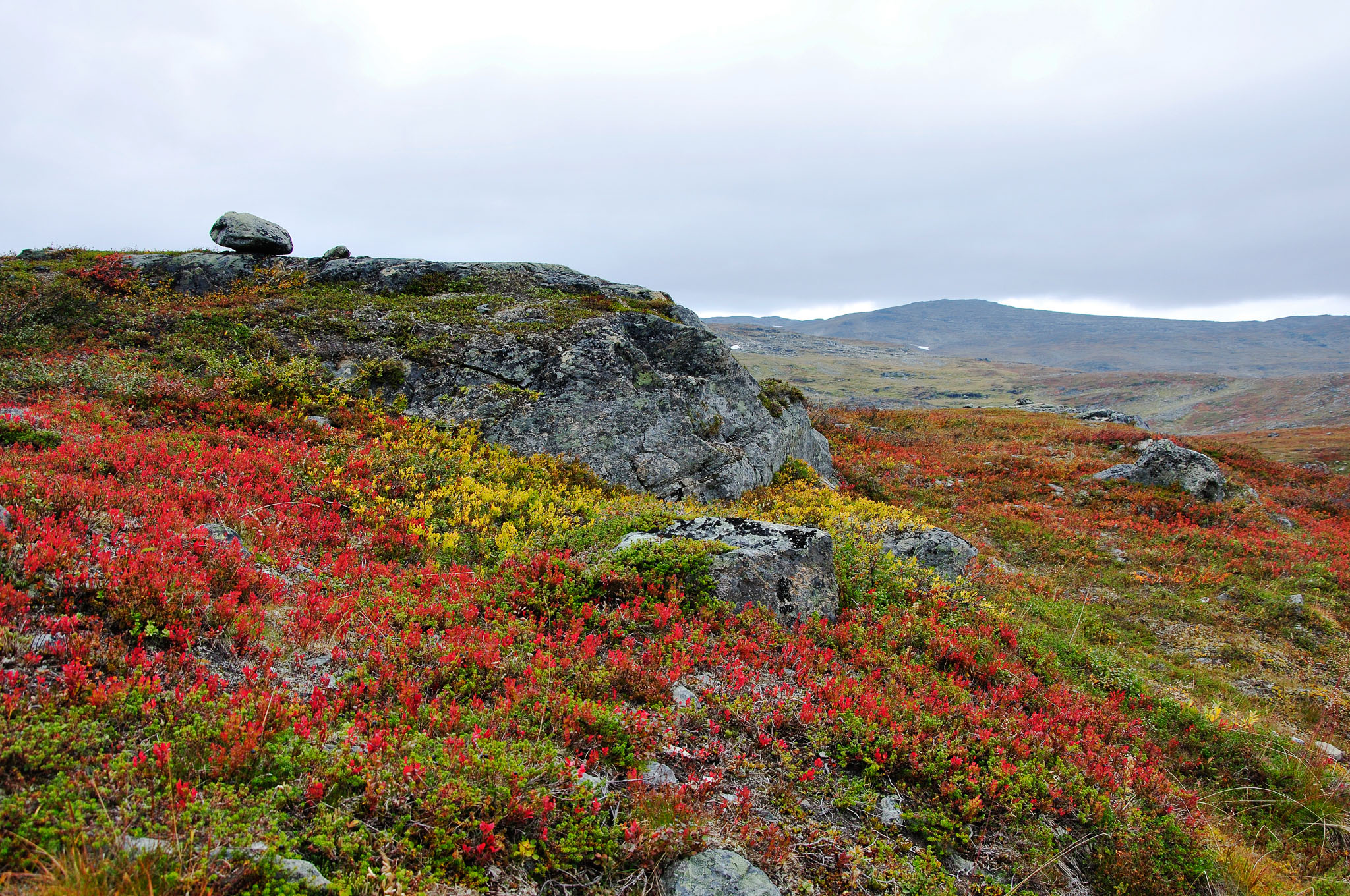 Abisko2014518_-w.jpg