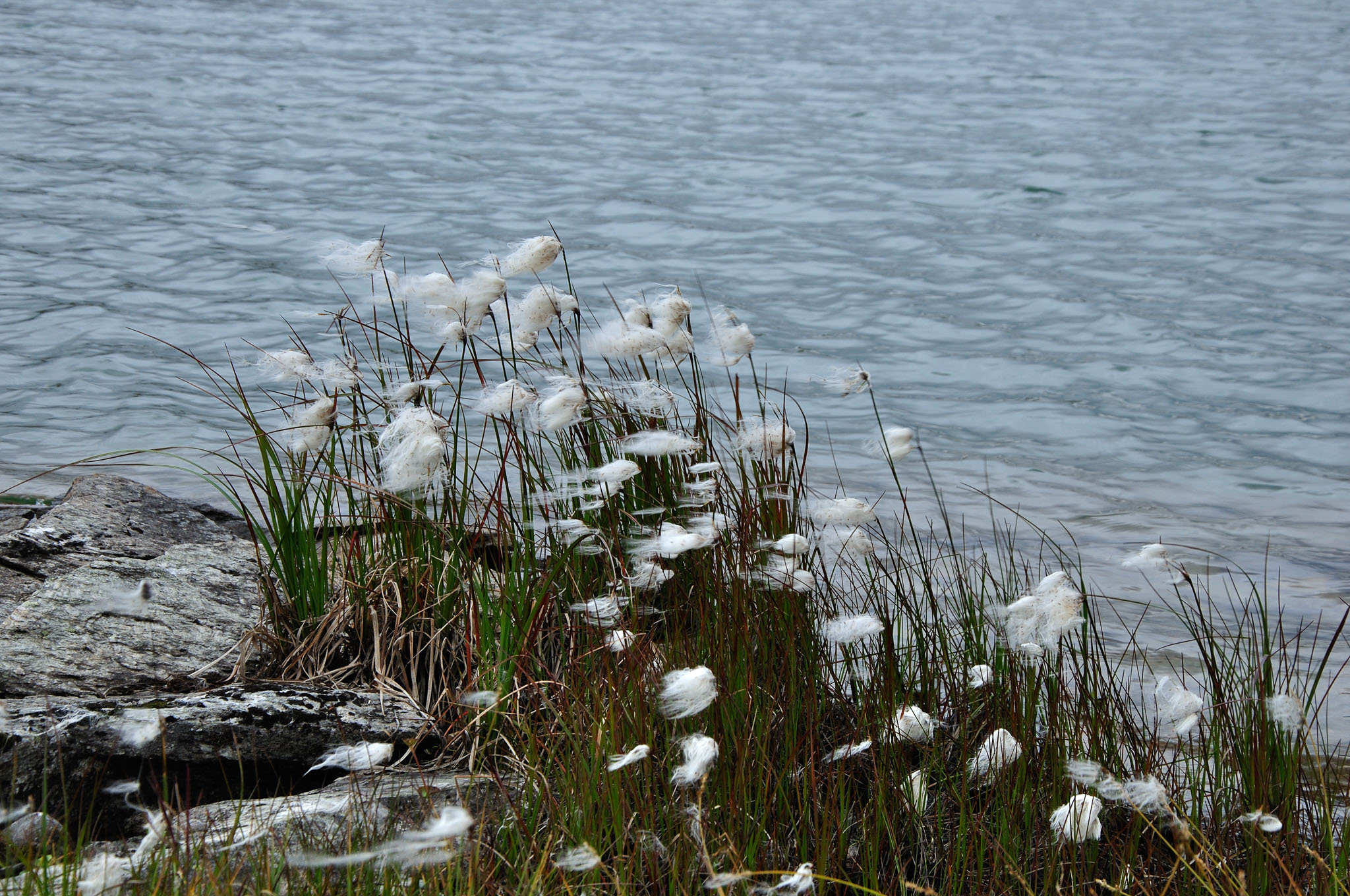 Abisko2014542_-w.jpg