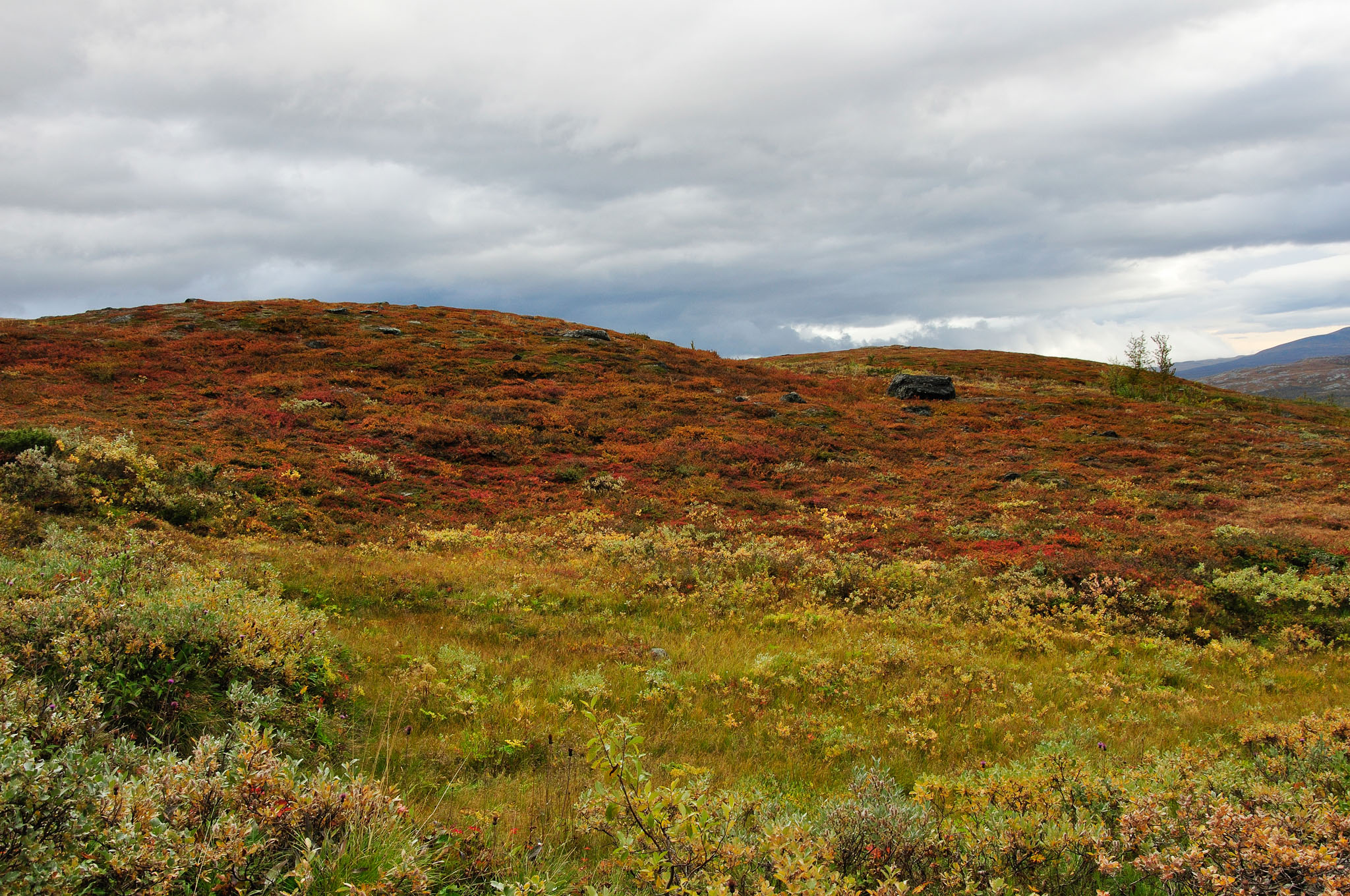 Abisko2014644_-w.jpg