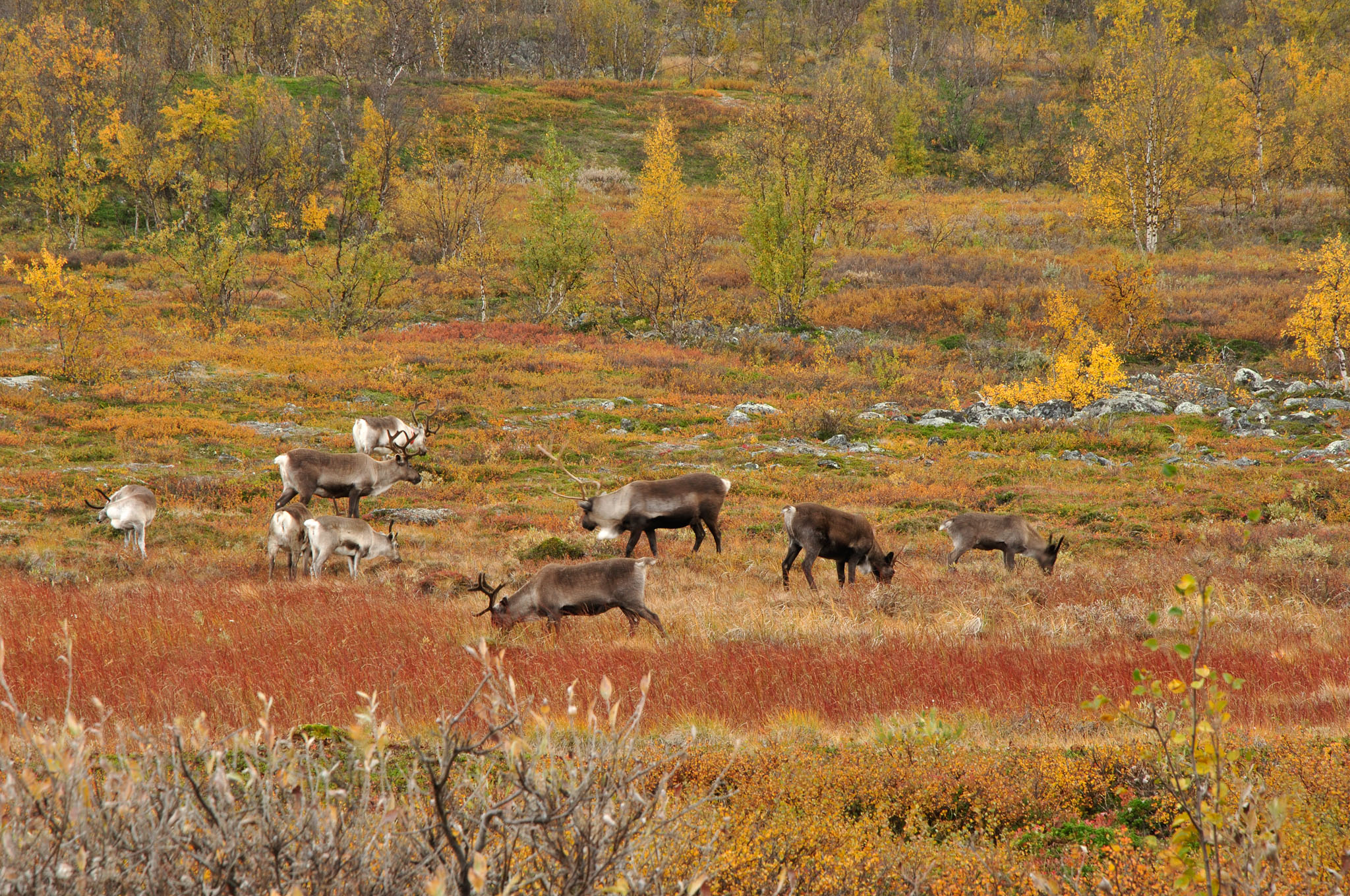 Abisko2014673_-w.jpg