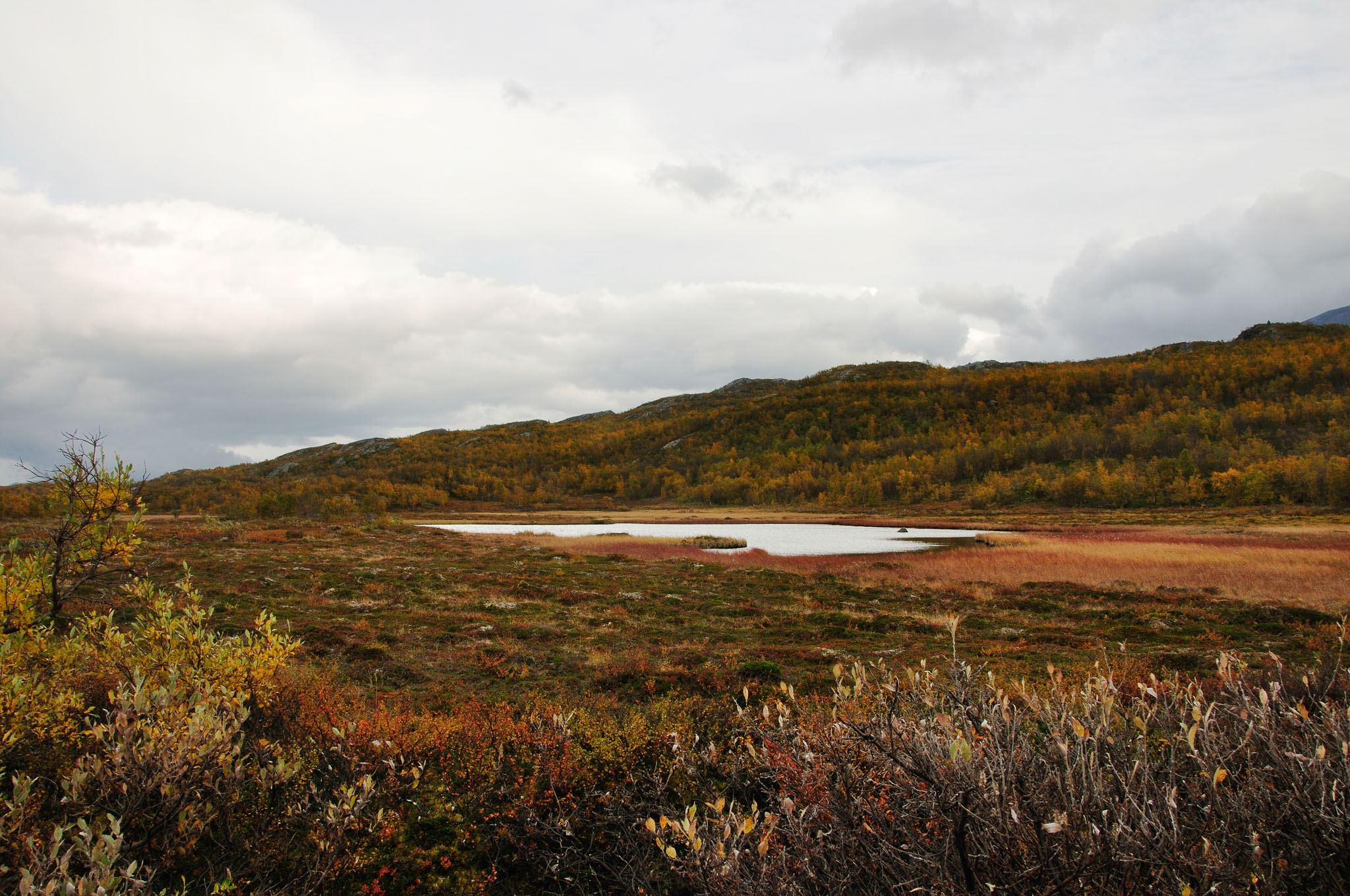 Abisko2014681_-w.jpg