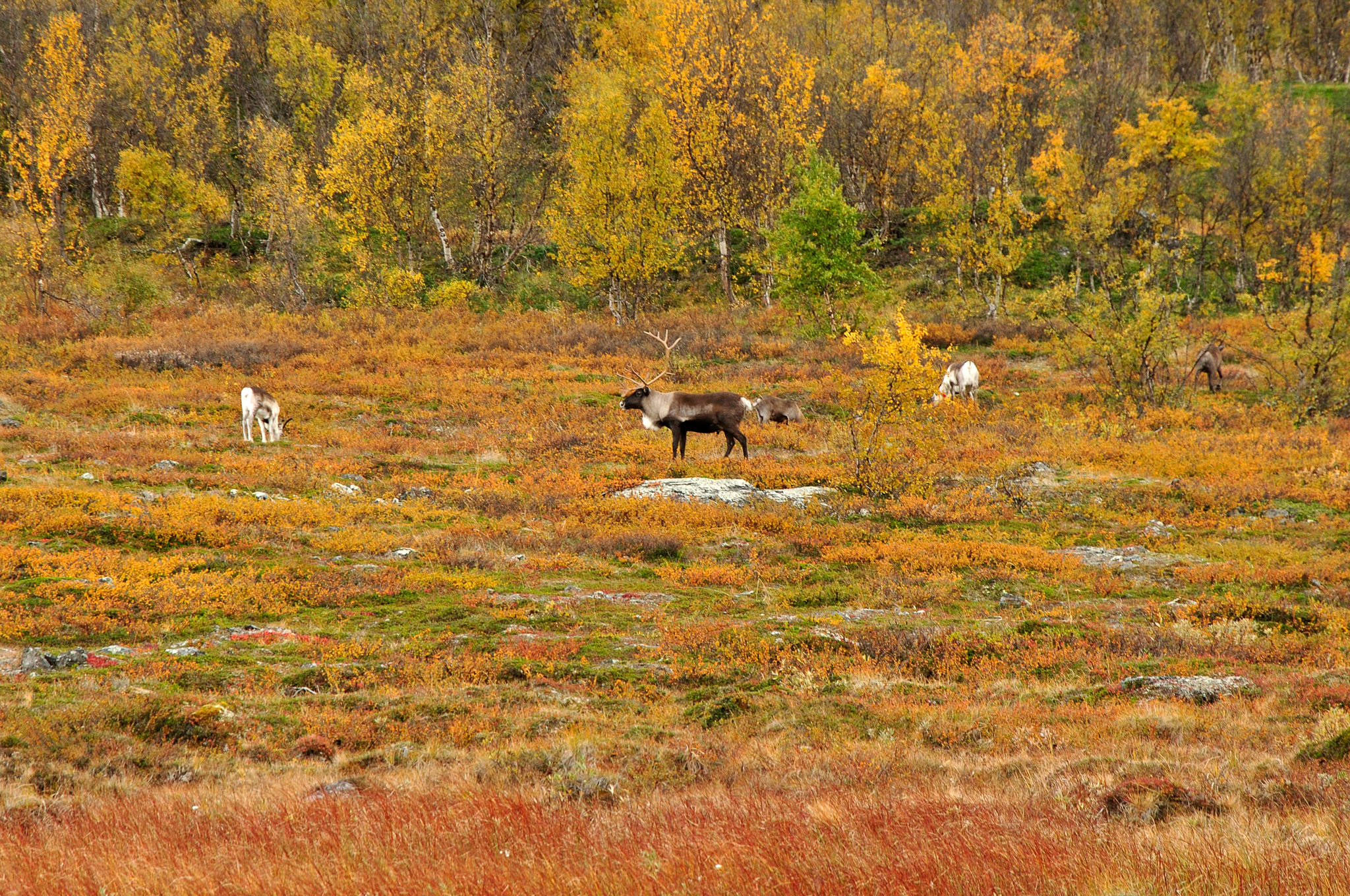 Abisko2014684_-w.jpg