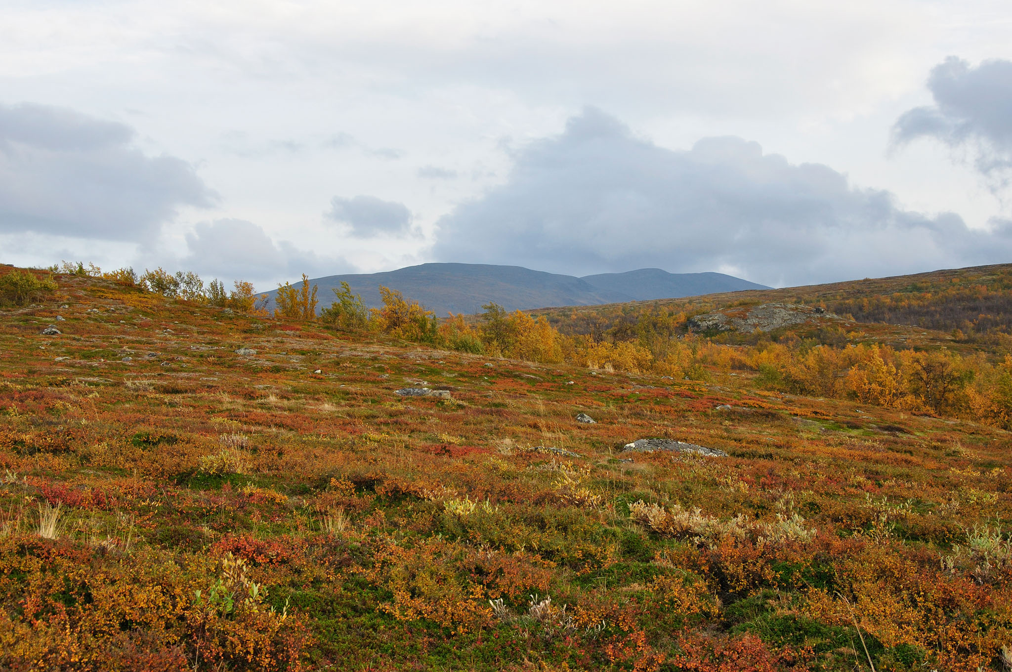 Abisko2014694_-w.jpg