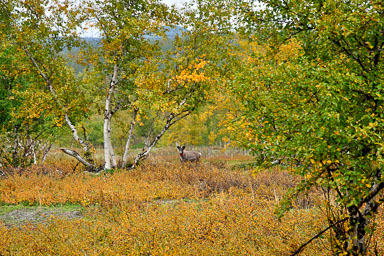 Abisko201419_-w.jpg