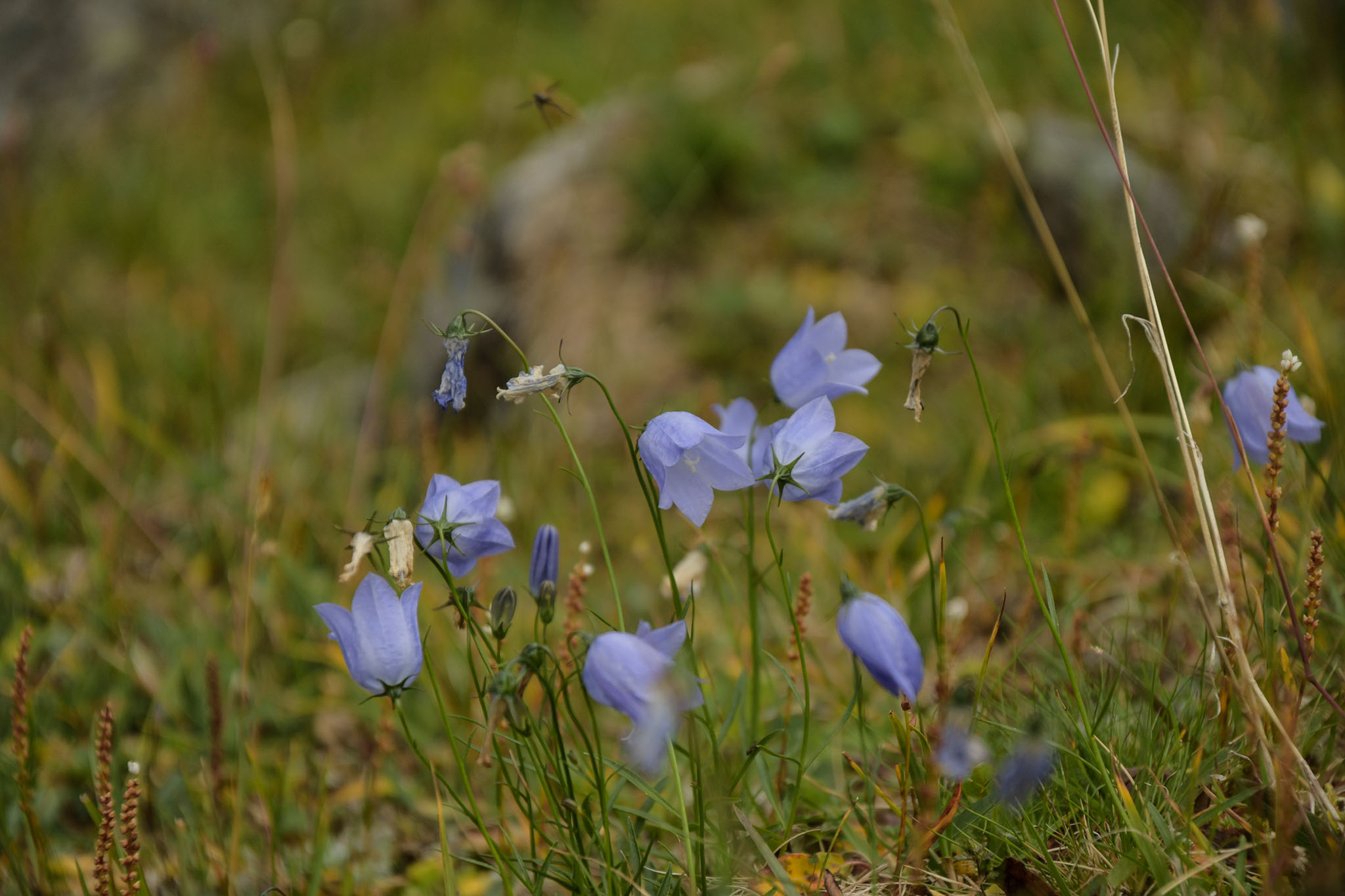 168-Lapland2019_DSC6696_W.jpg