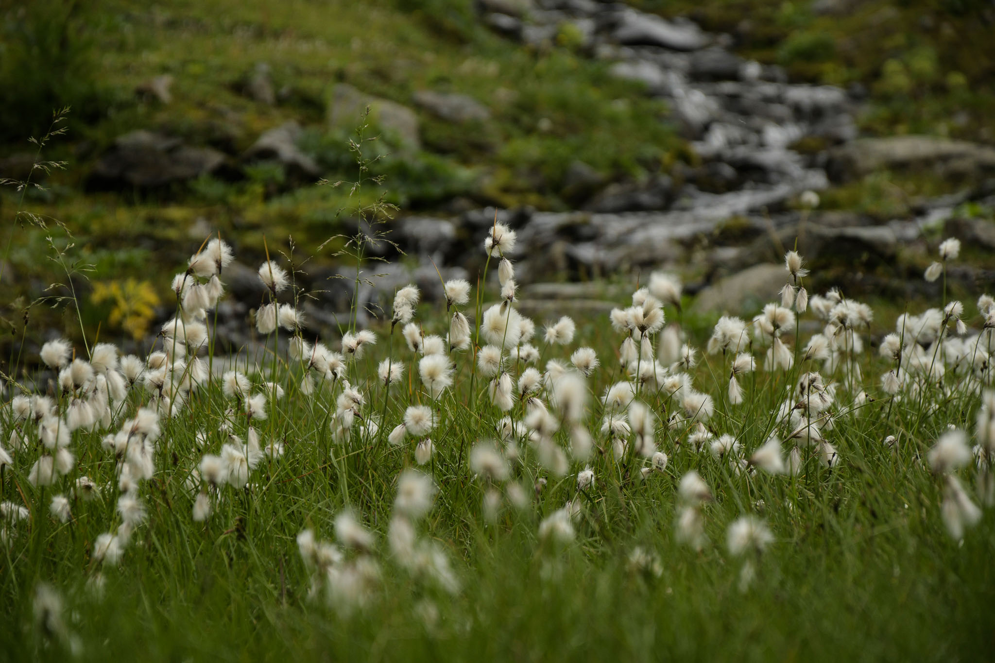 169-Lapland2019_DSC6697_W.jpg