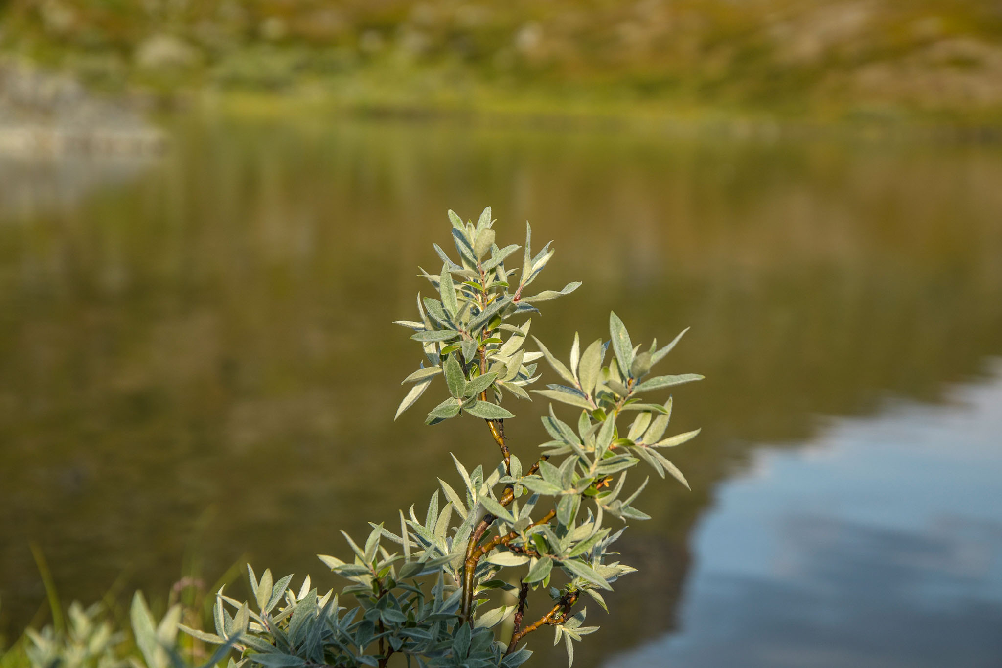 197-Lapland2019_DSC6742_W.jpg