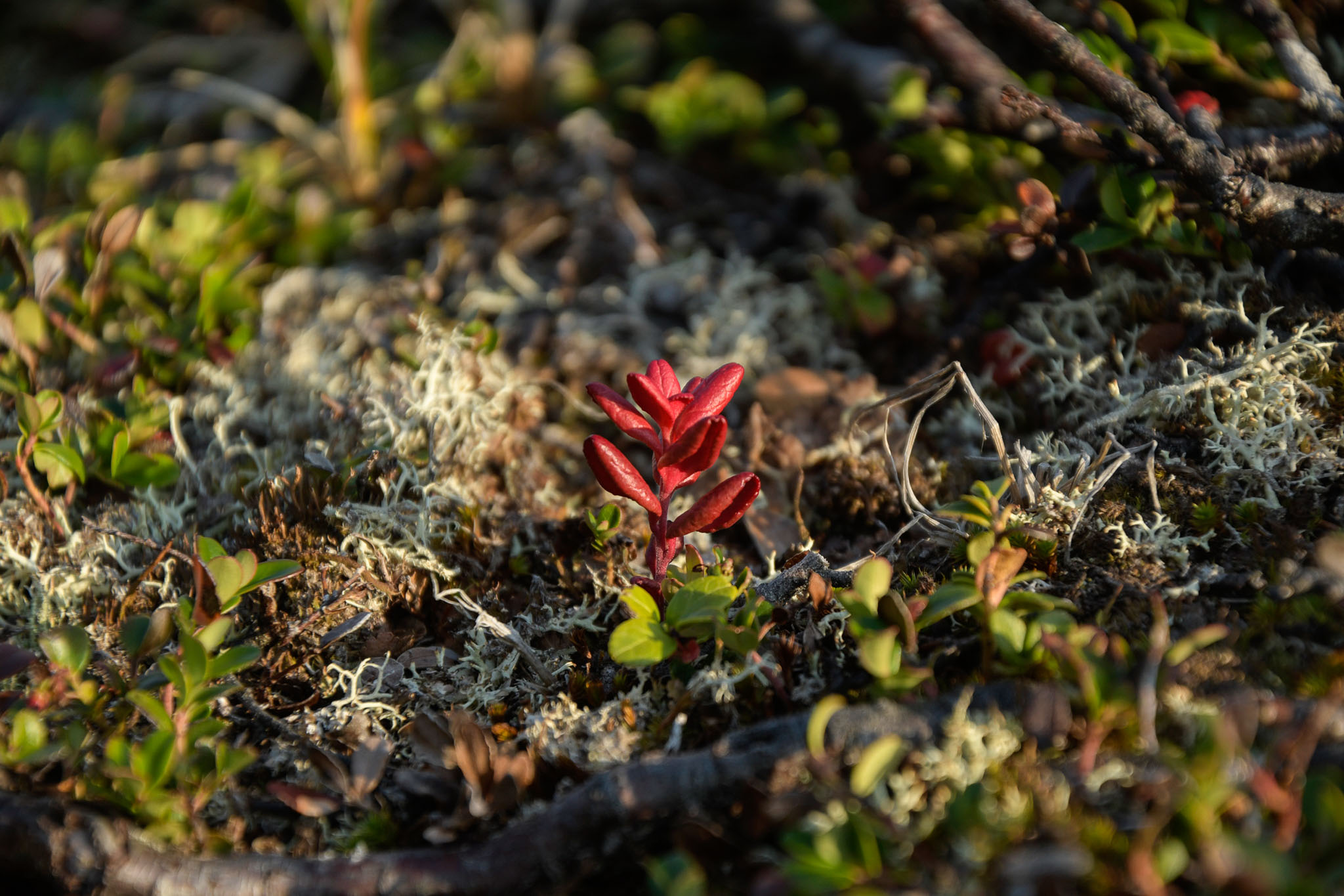 204-Lapland2019_DSC6755_W.jpg