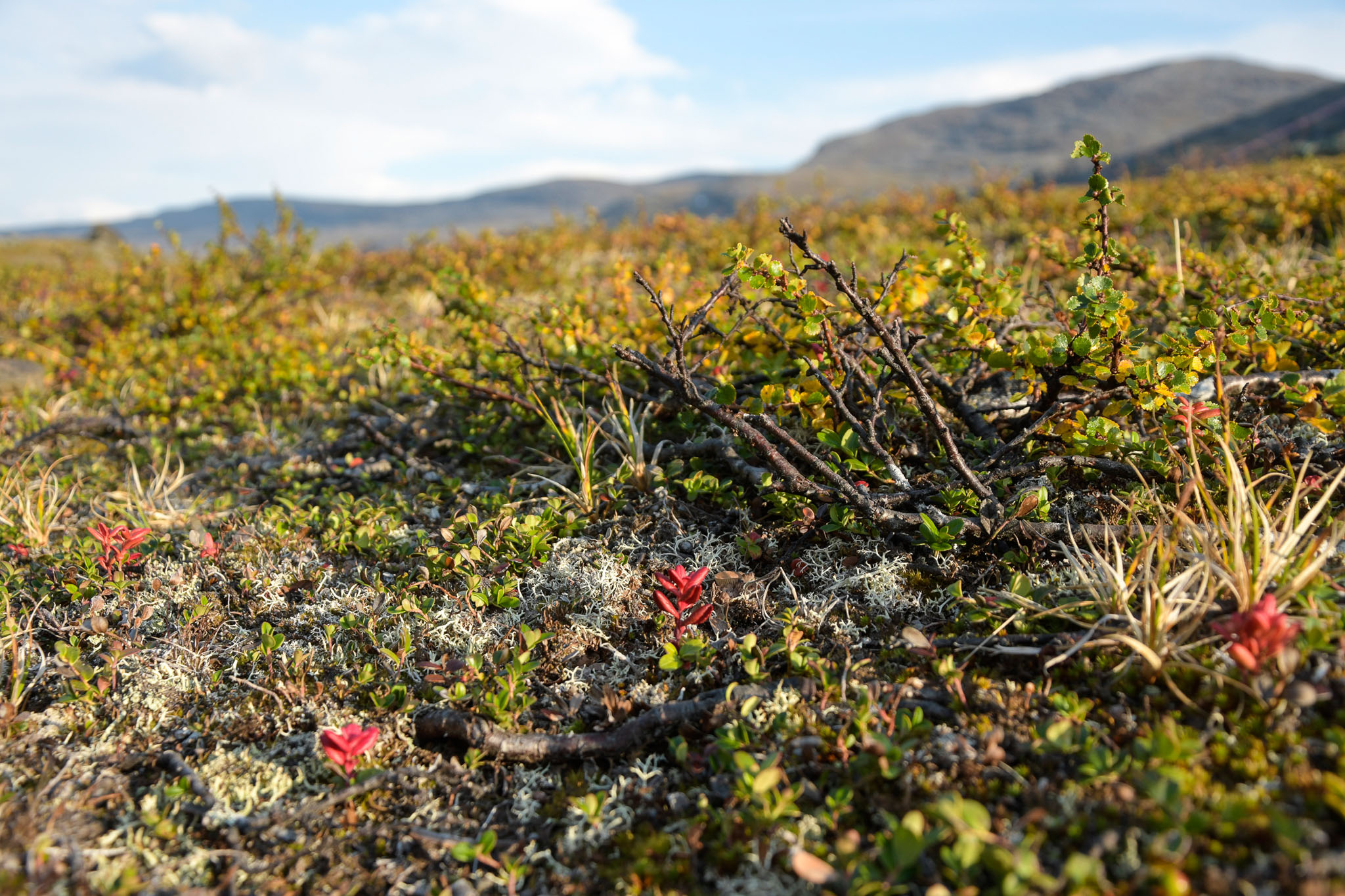 205-Lapland2019_DSC6756_W.jpg