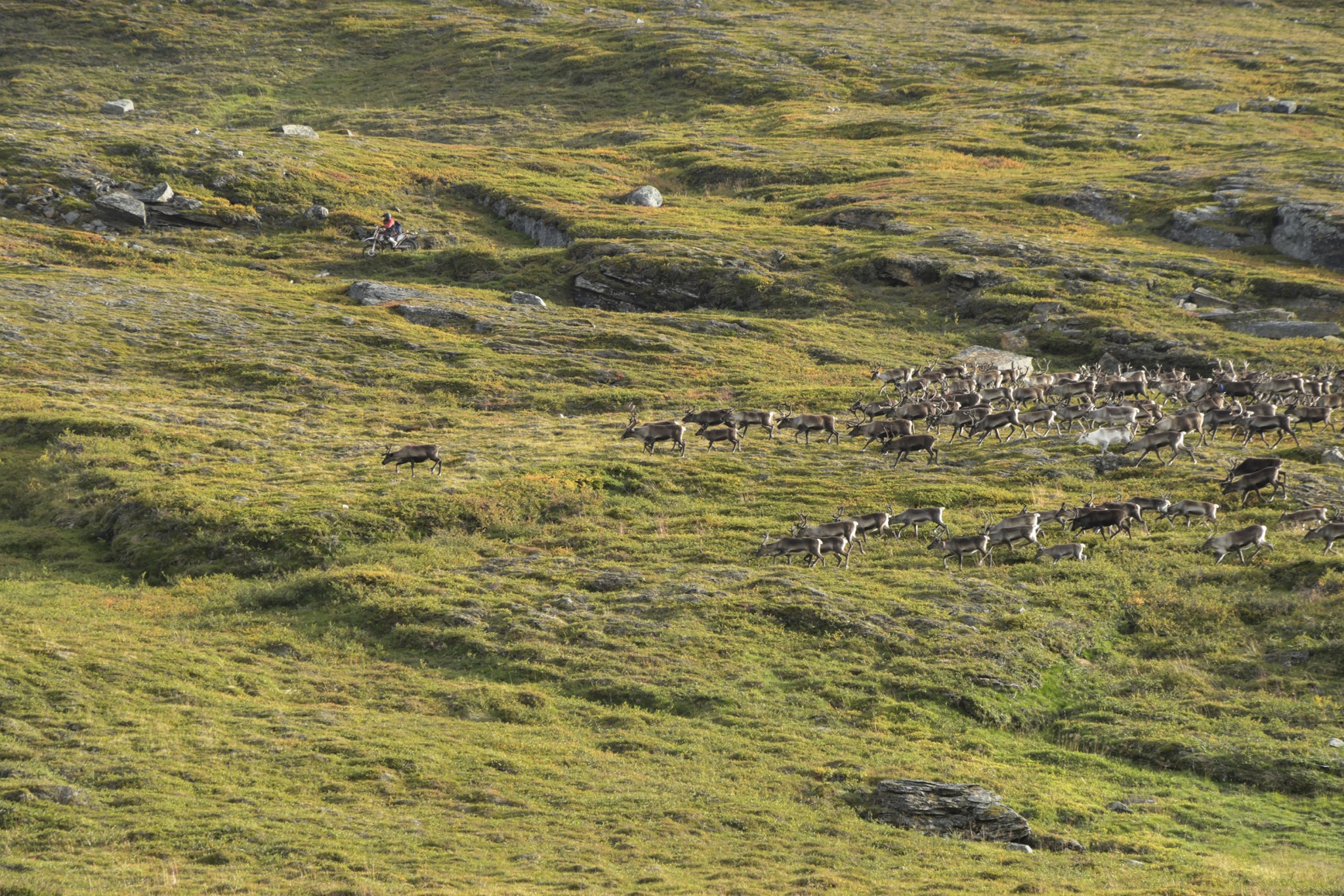 277-Lapland2019_DSC6936_W.jpg