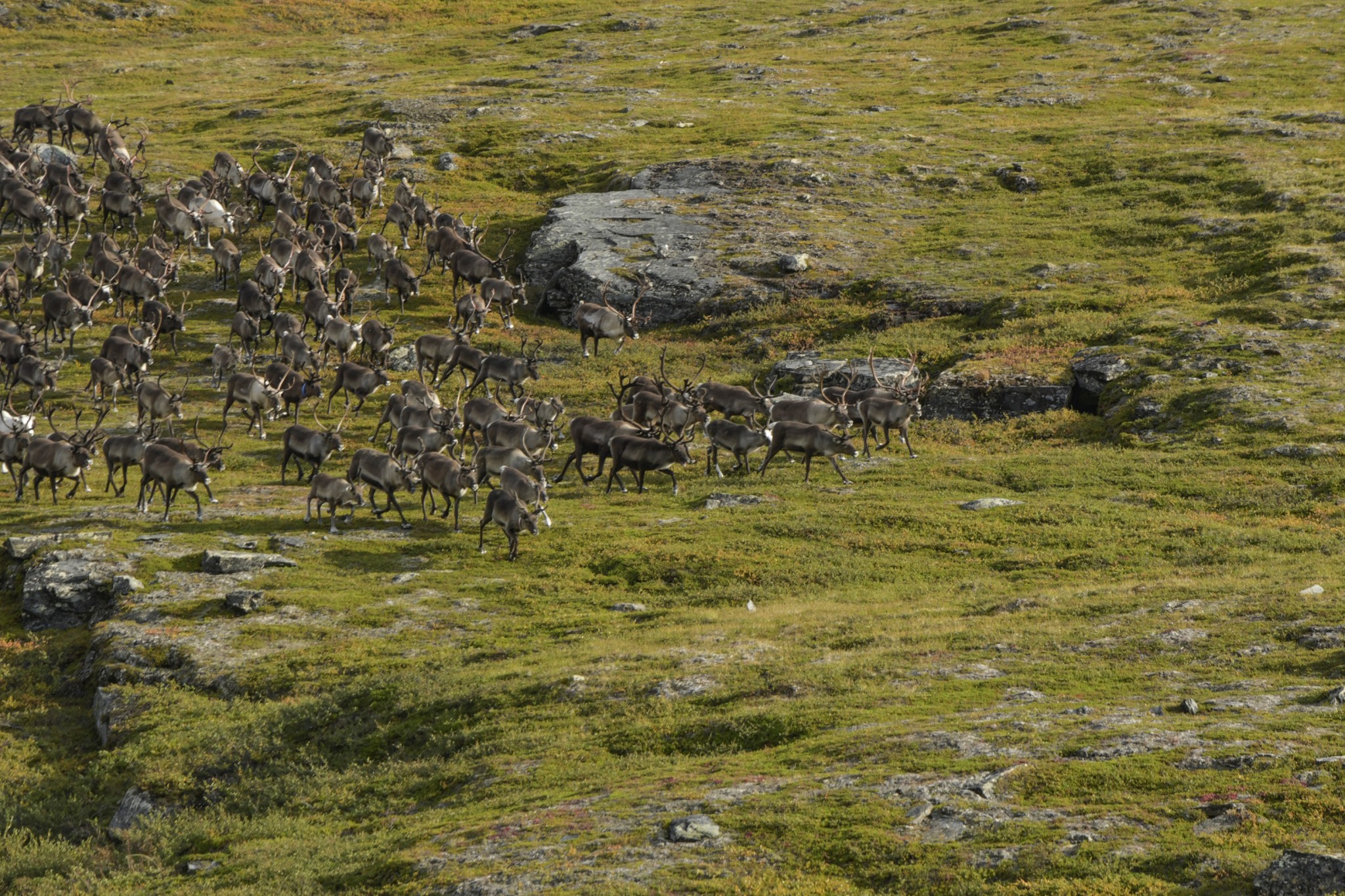 282-Lapland2019_DSC6943_W.jpg