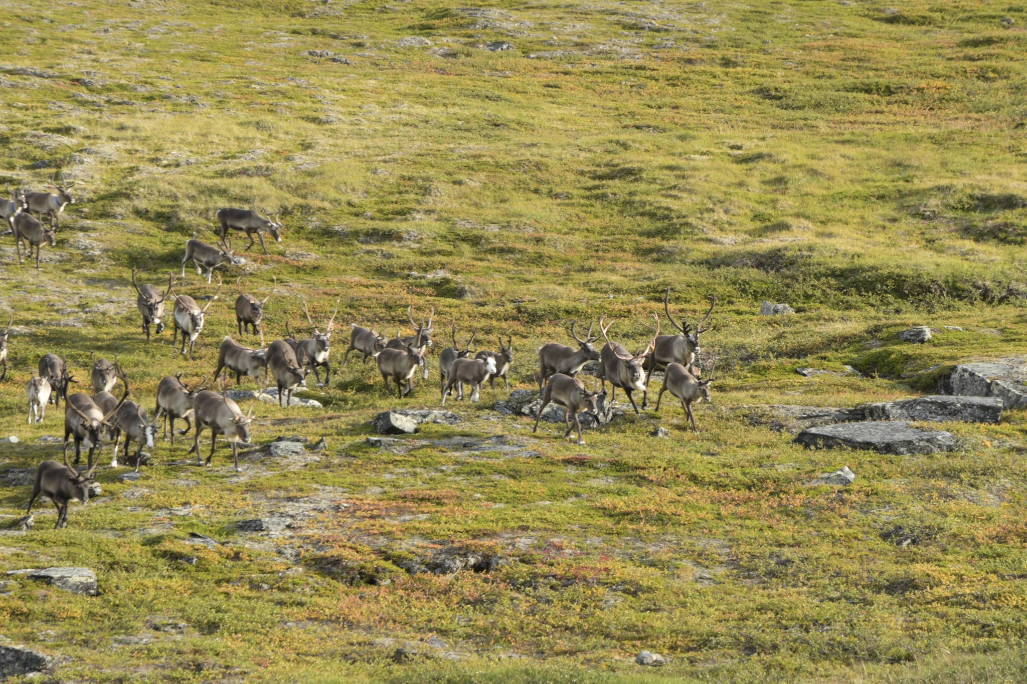 283-Lapland2019_DSC6944_W.jpg