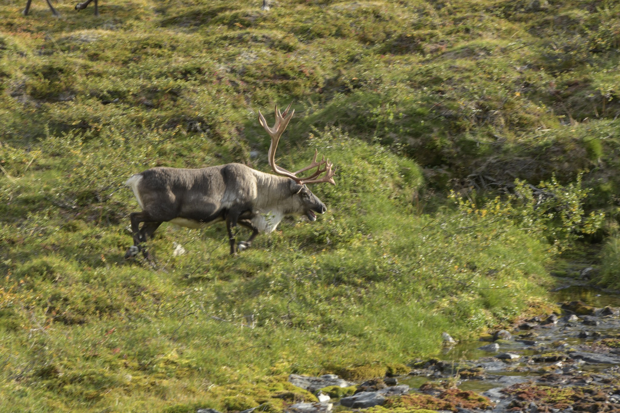 284-Lapland2019_DSC6945_W.jpg