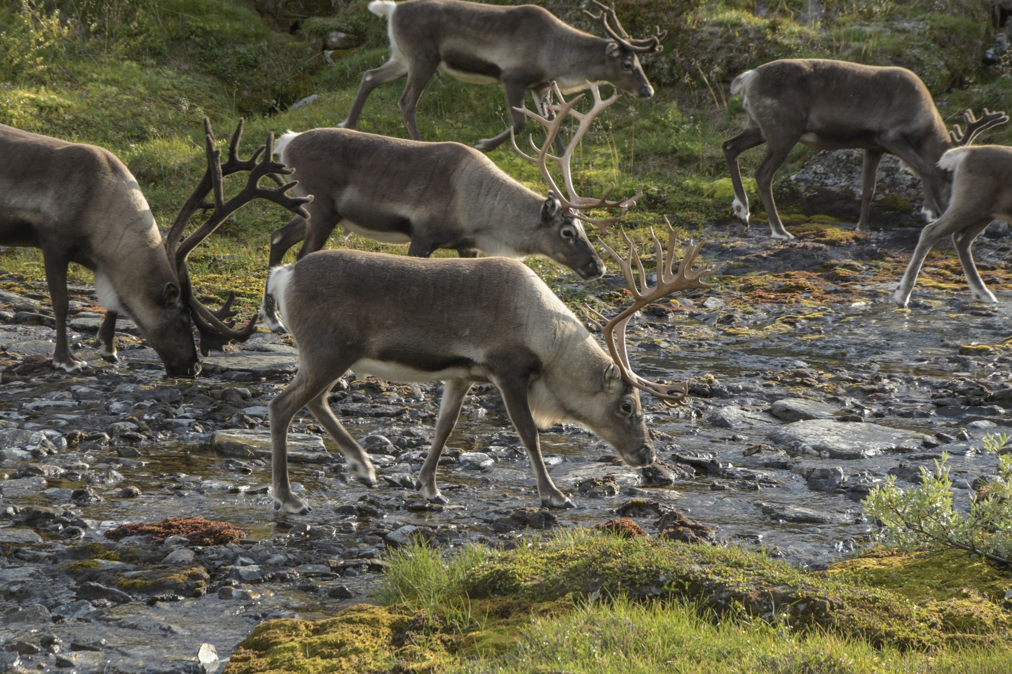 285-Lapland2019_DSC6946_W.jpg