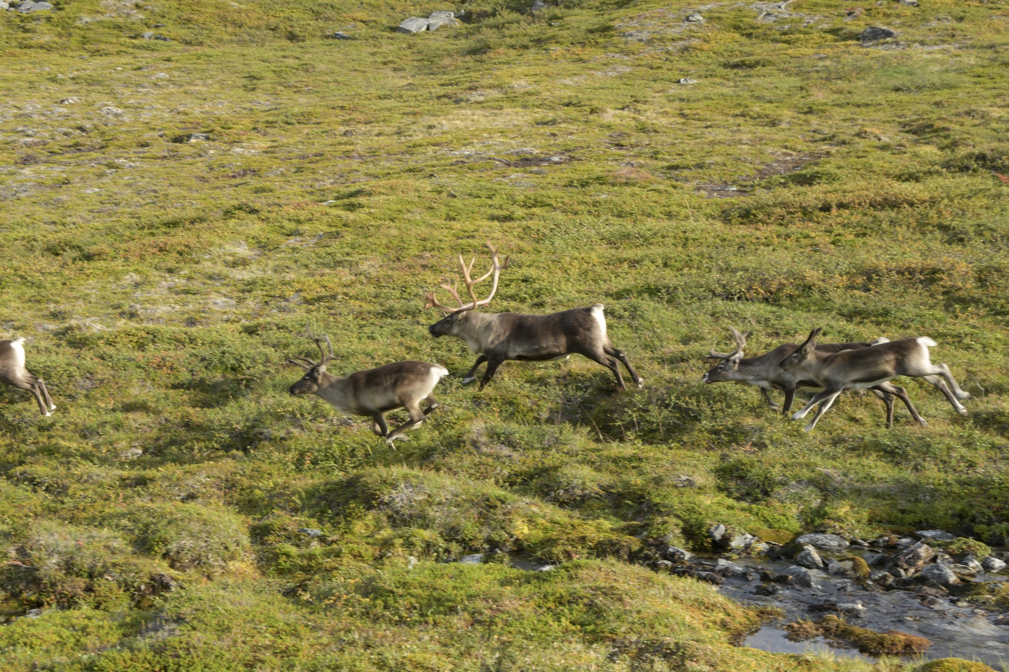 286-Lapland2019_DSC6947_W.jpg