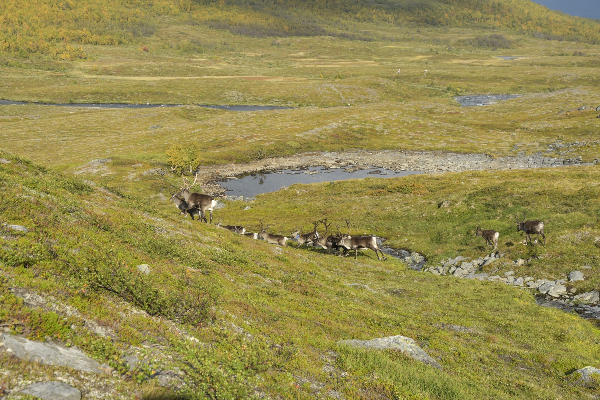 287-Lapland2019_DSC6949_W.jpg