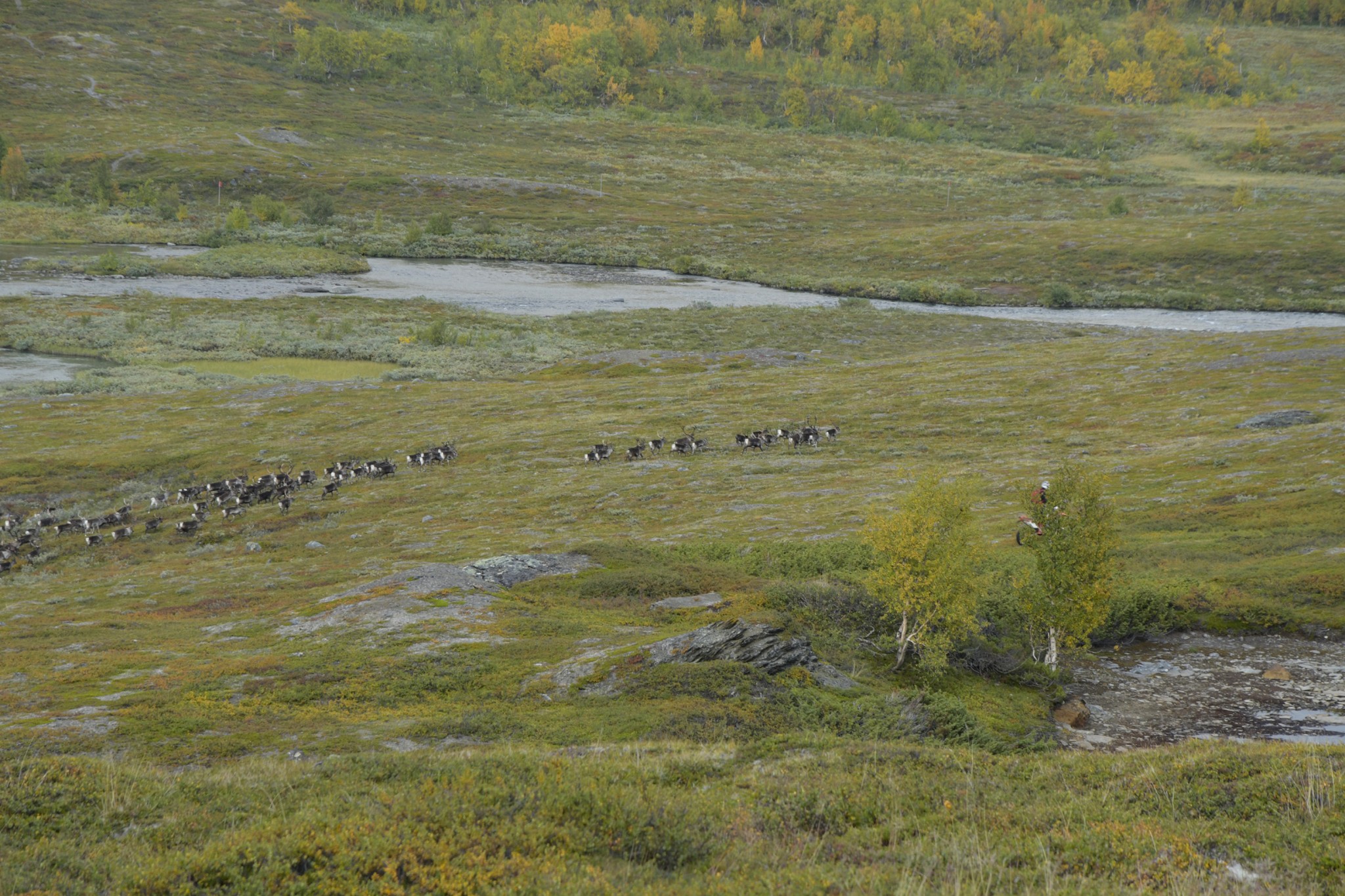 289-Lapland2019_DSC6962_W.jpg