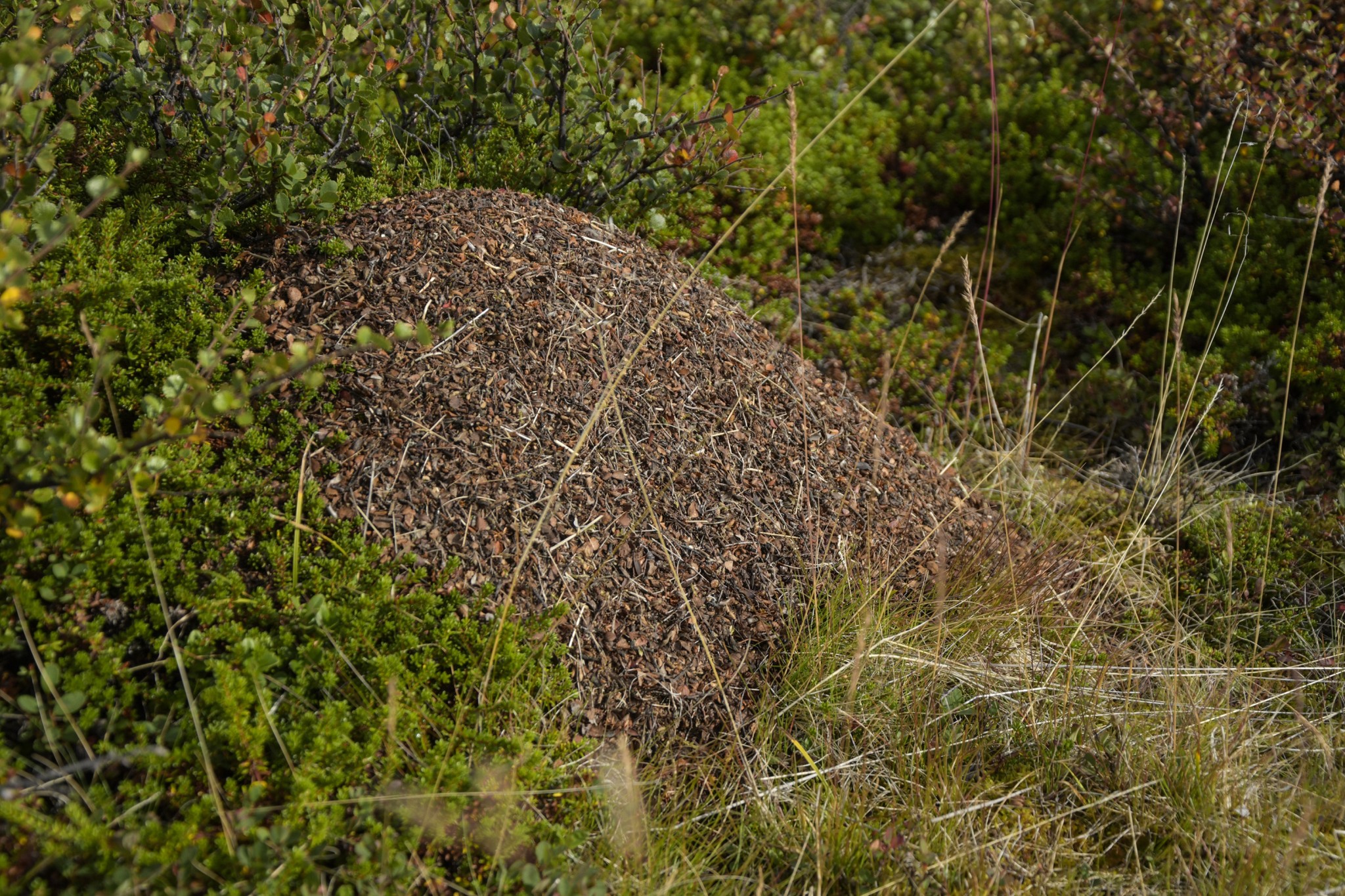 307-Lapland2019_DSC6995_W.jpg