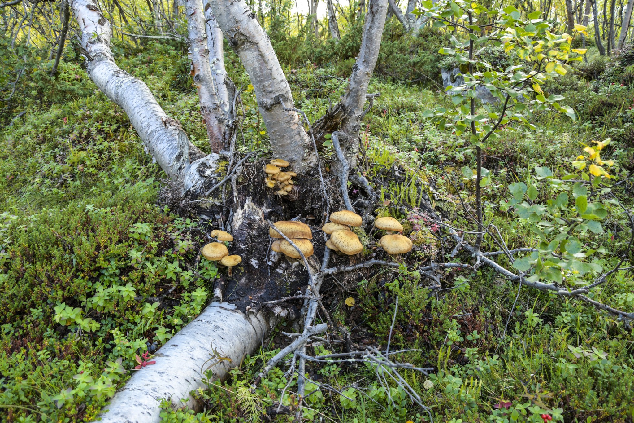 318-Lapland2019_DSC7016_W.jpg