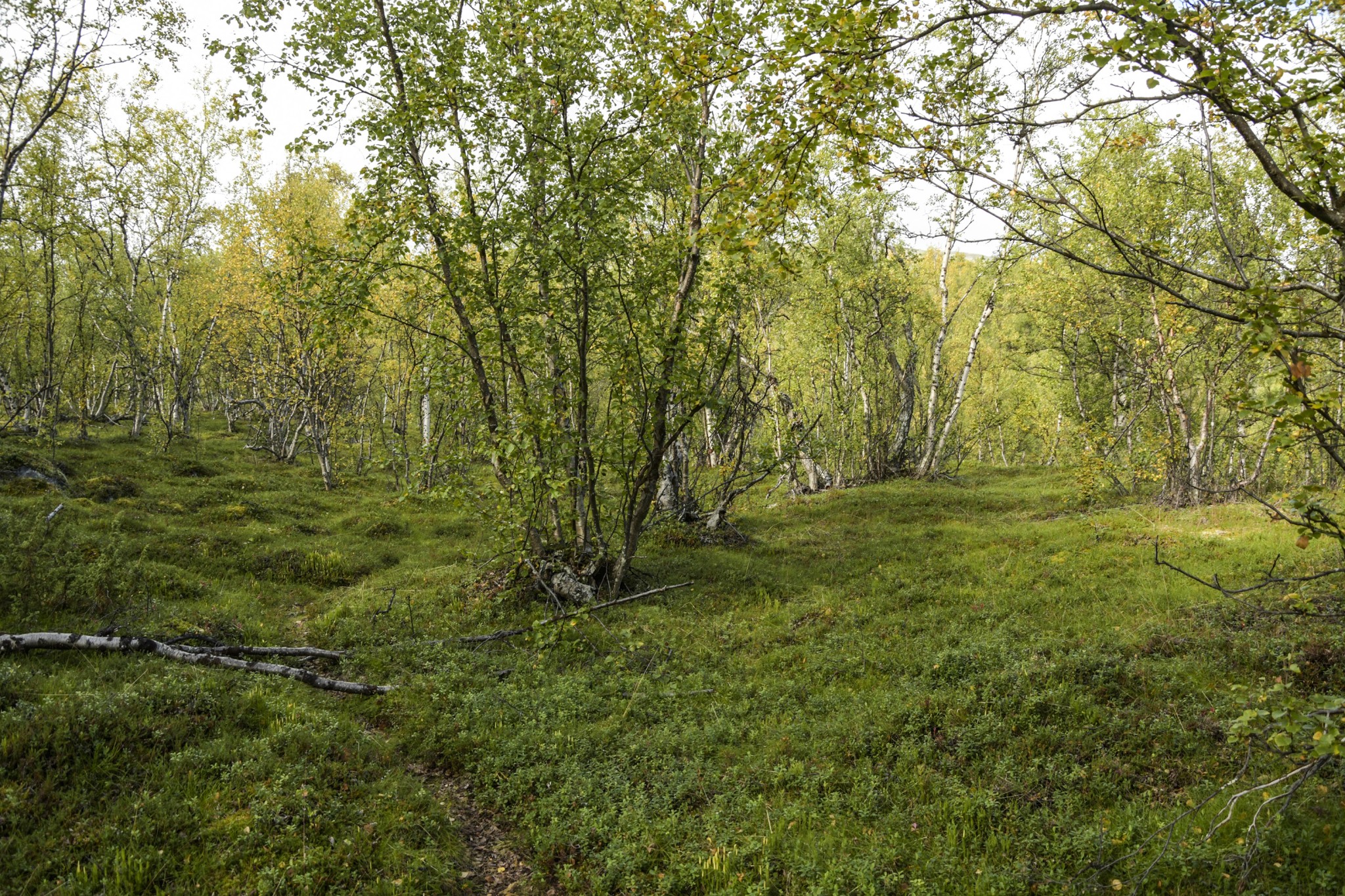 319-Lapland2019_DSC7018_W.jpg