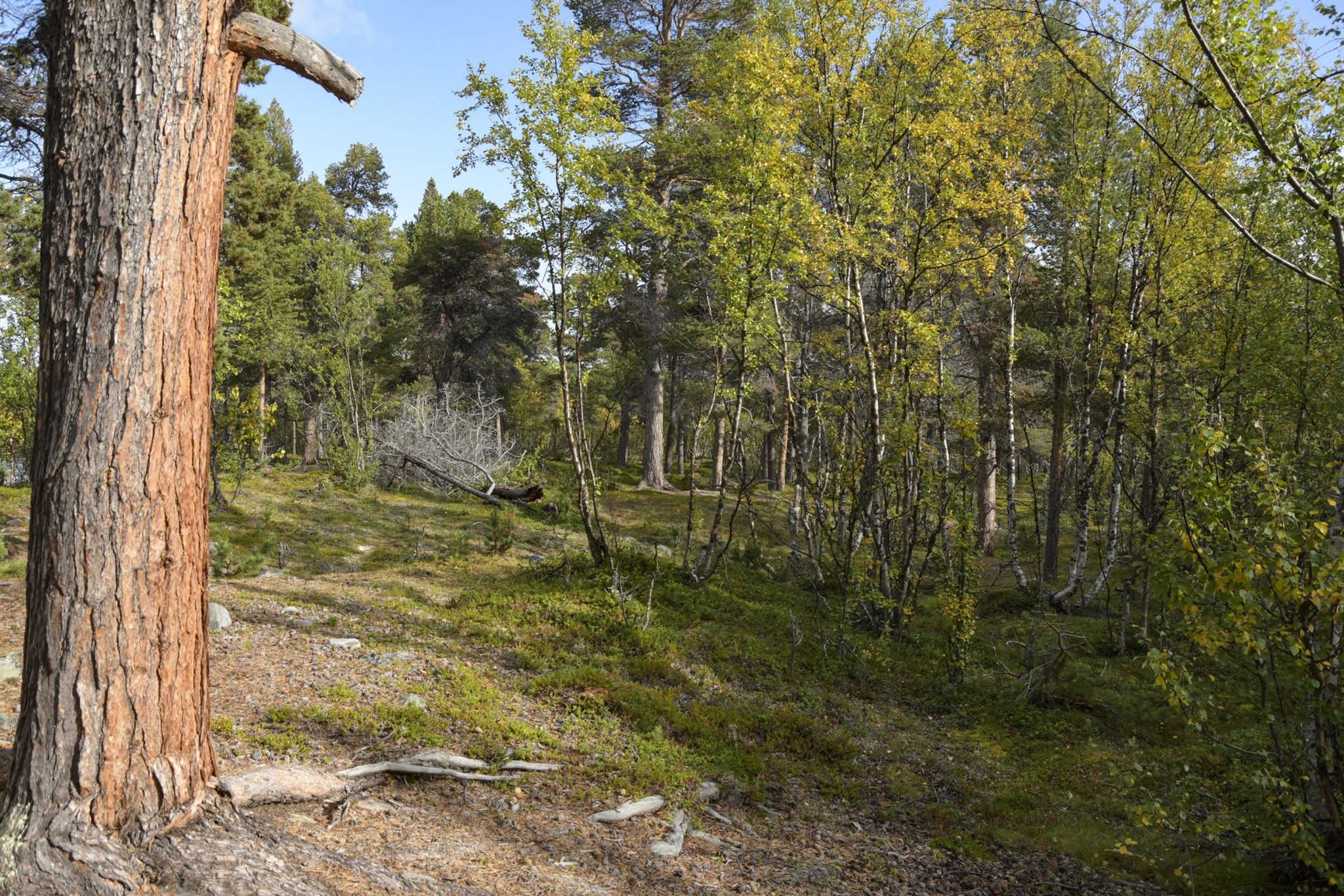 331-Lapland2019_DSC7036_W.jpg