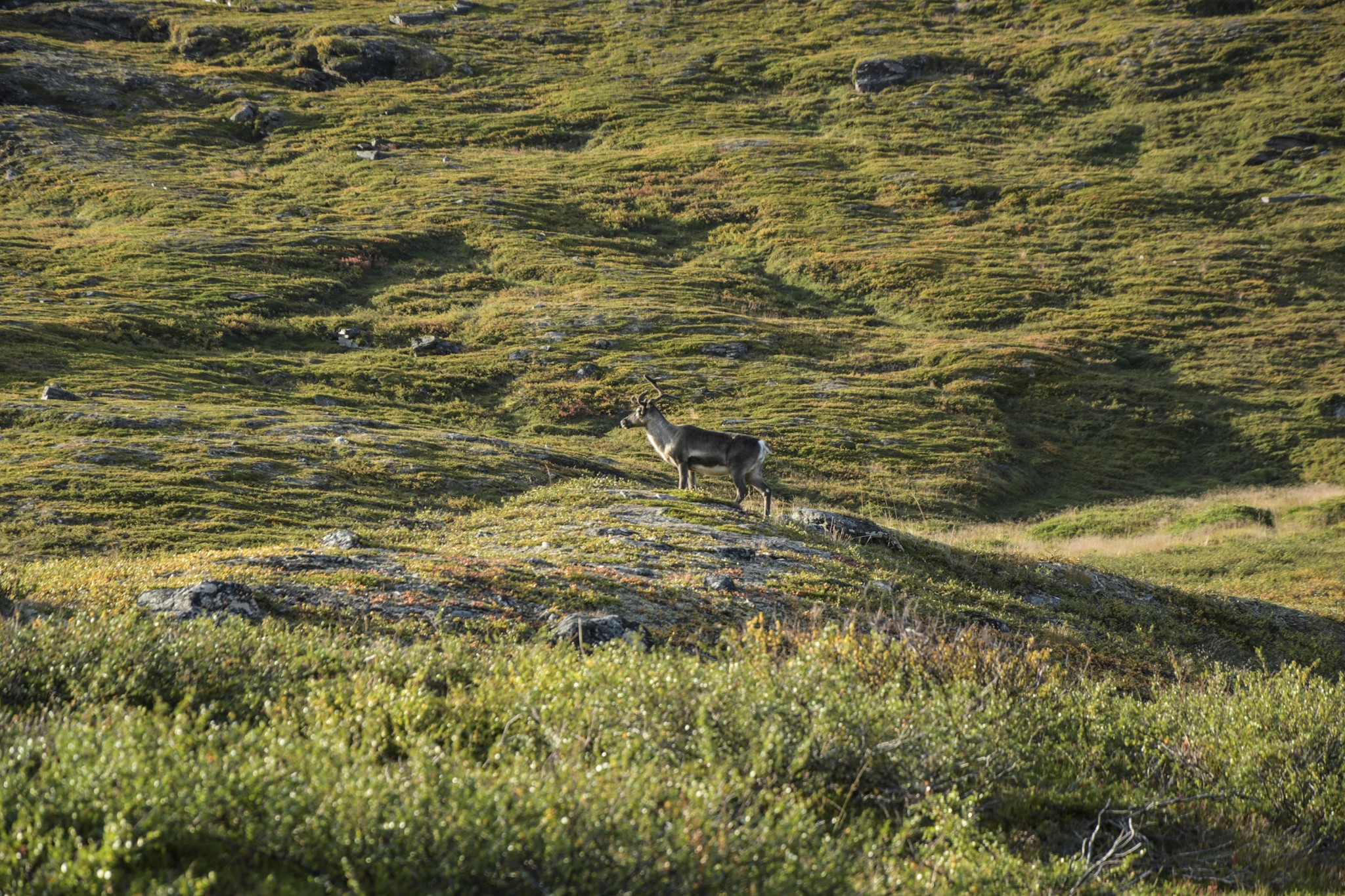 344-Lapland2019_DSC7083_W.jpg