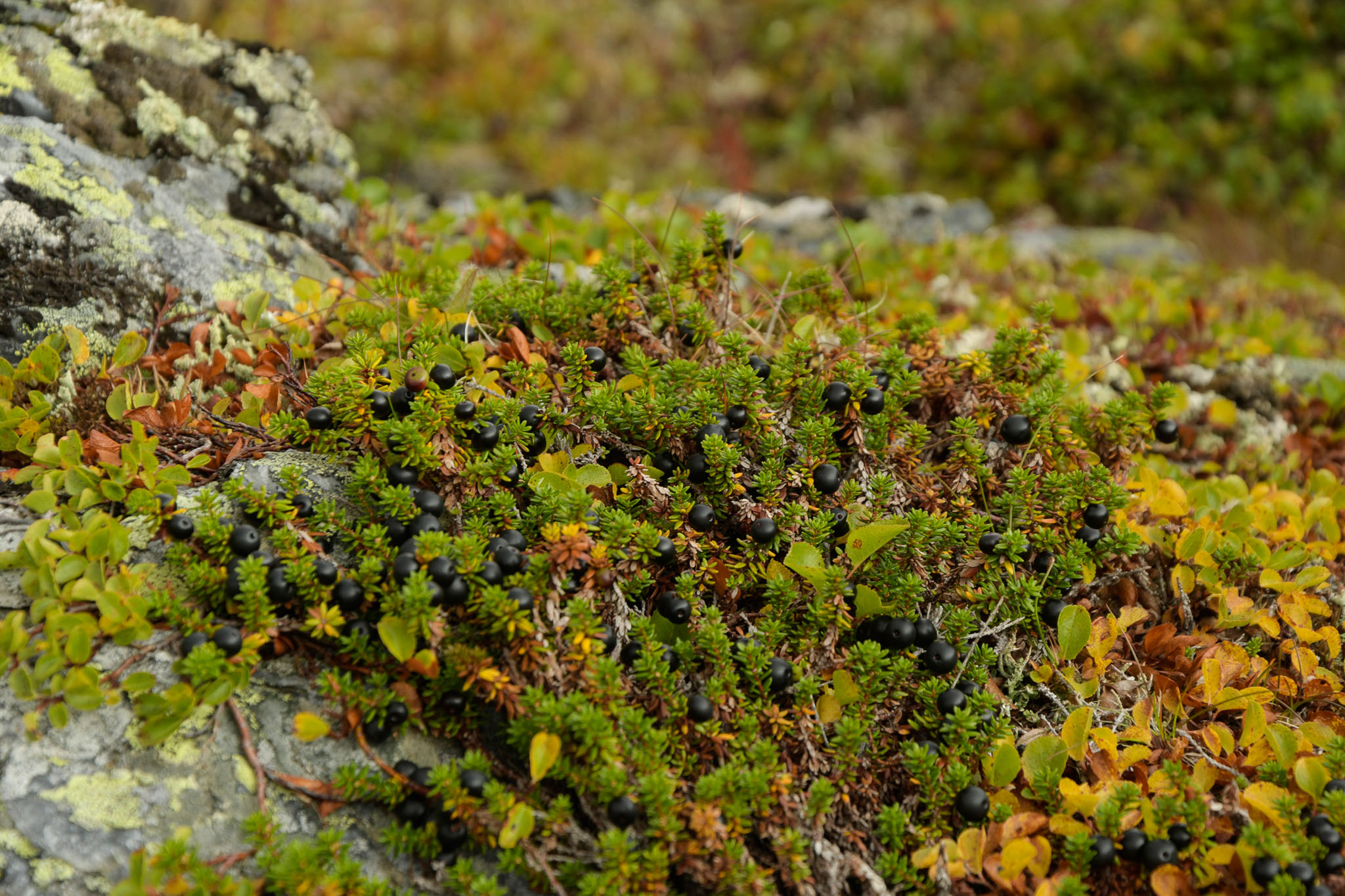 36-Lapland2019_DSC6423_W.jpg