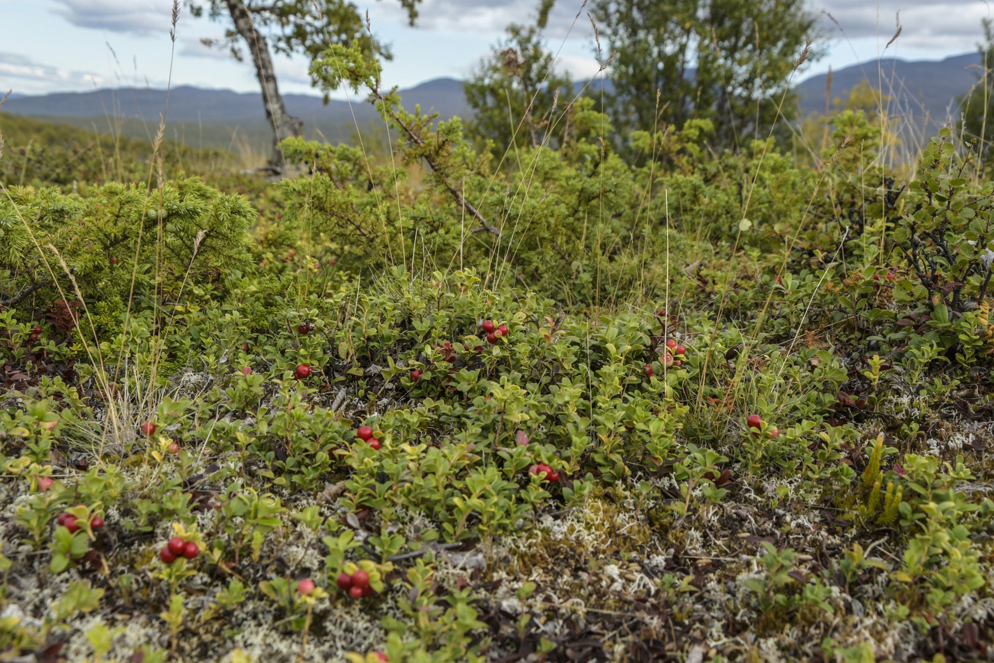 366-Lapland2019_DSC7149_W.jpg