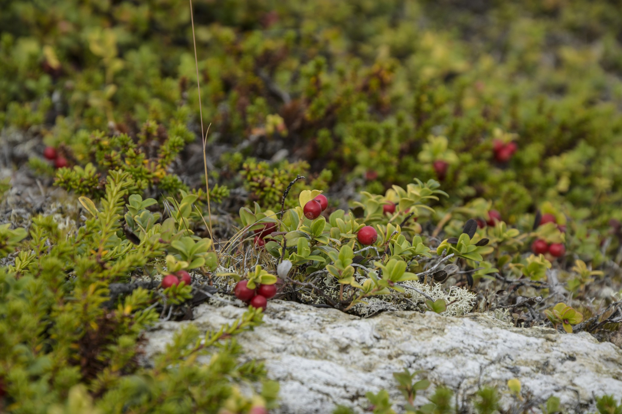 367-Lapland2019_DSC7152_W.jpg