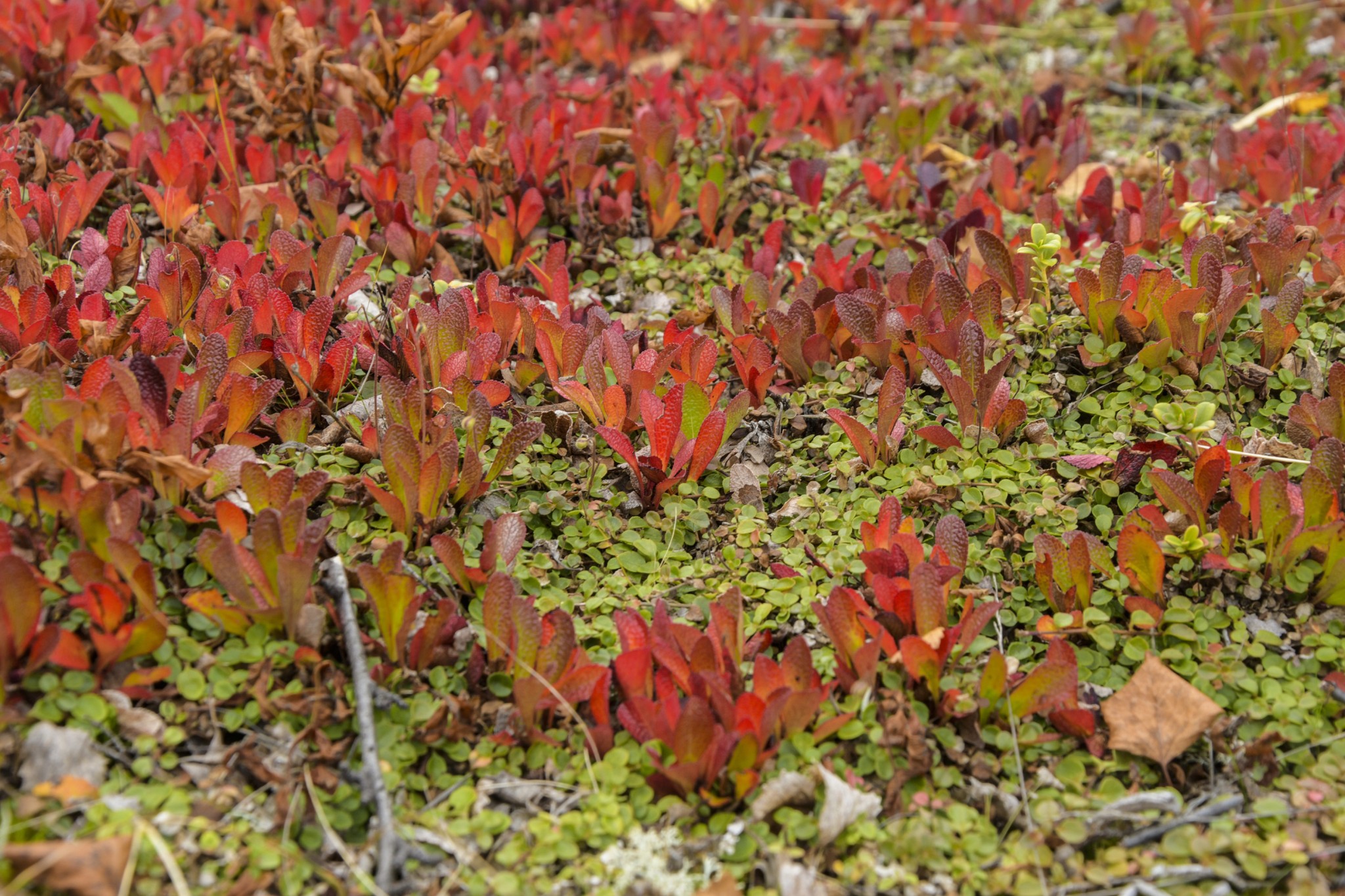 368-Lapland2019_DSC7159_W.jpg