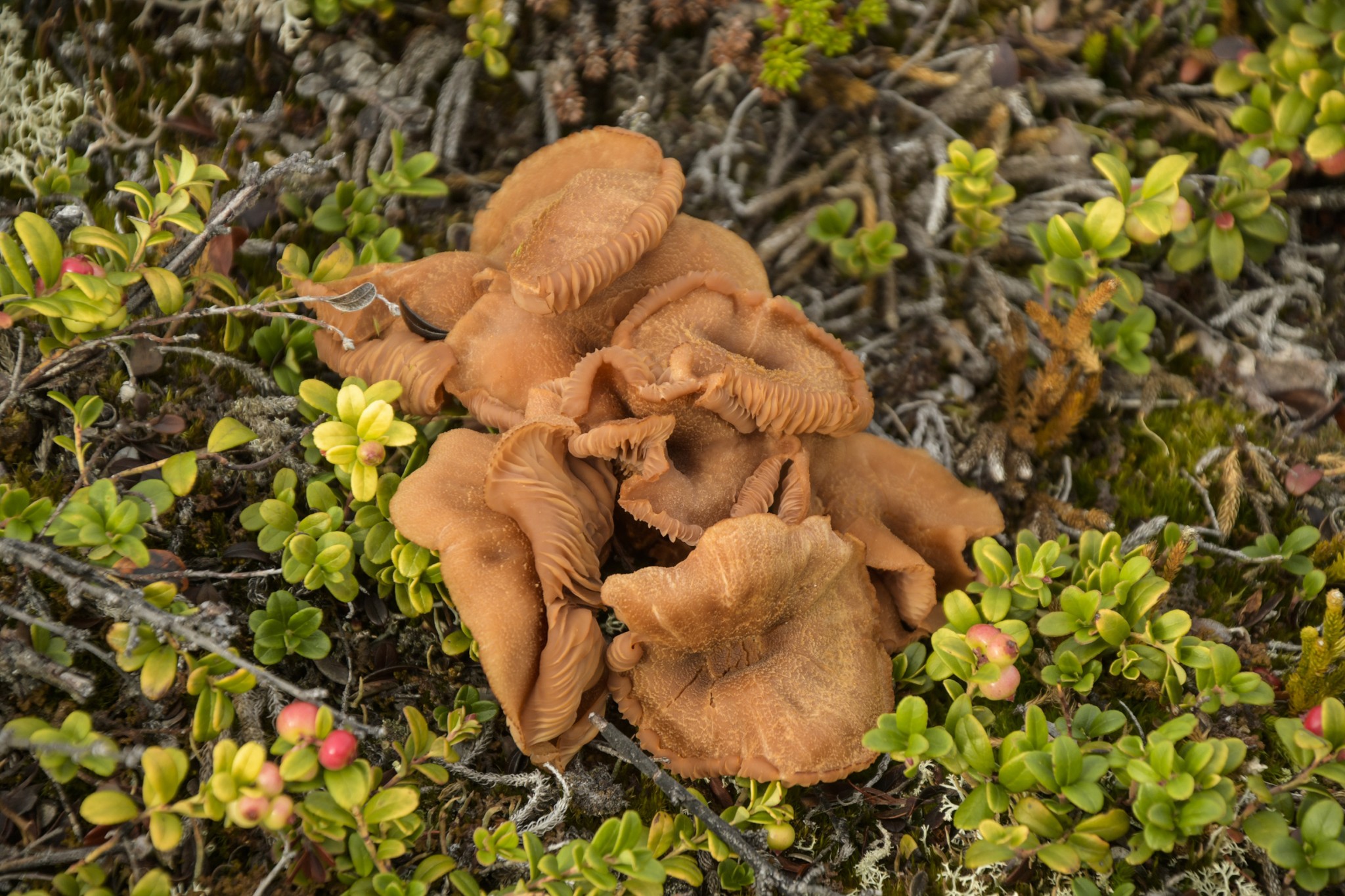 372-Lapland2019_DSC7168_W.jpg