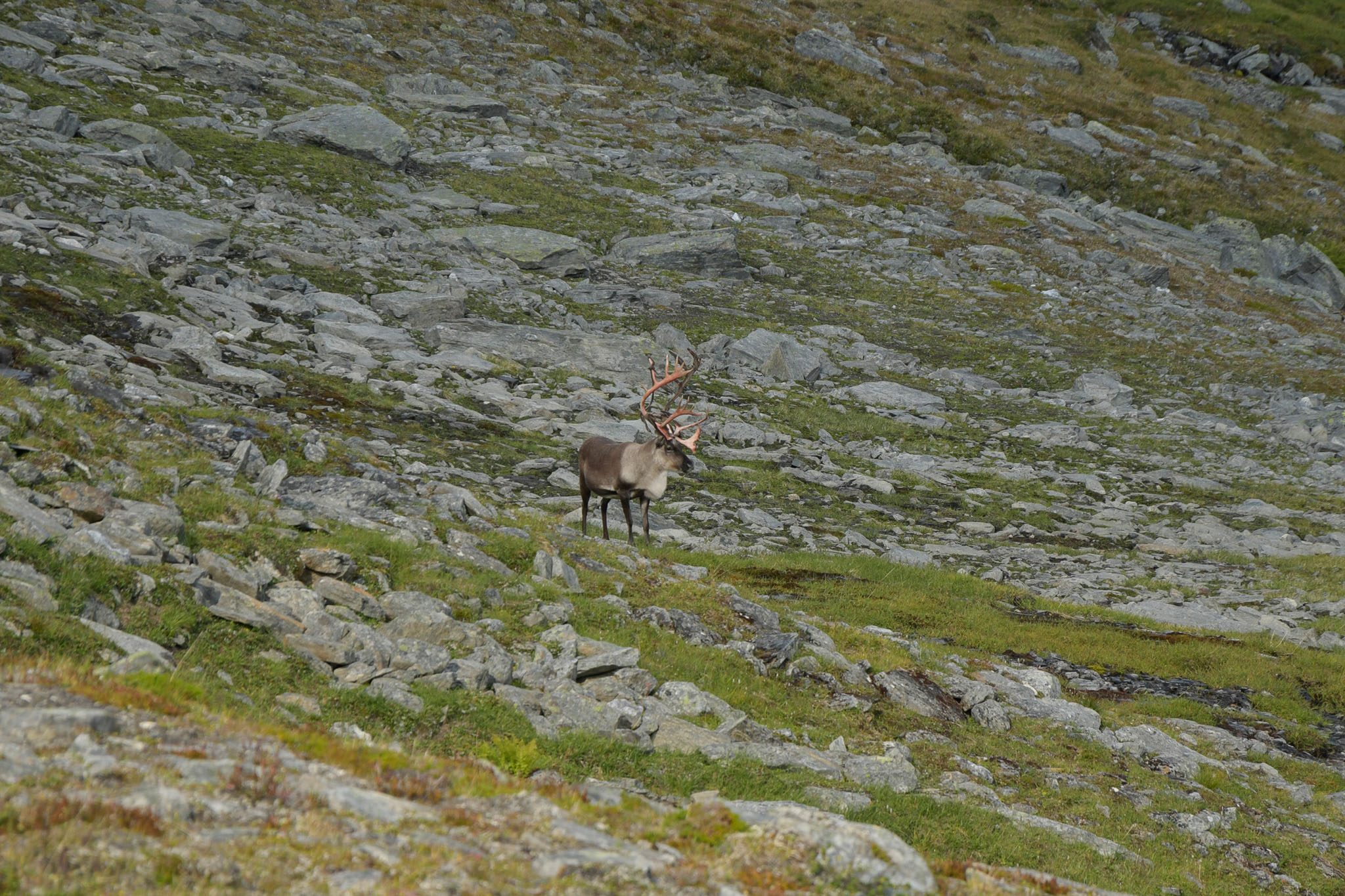 44-Lapland2019_DSC6445_W.jpg