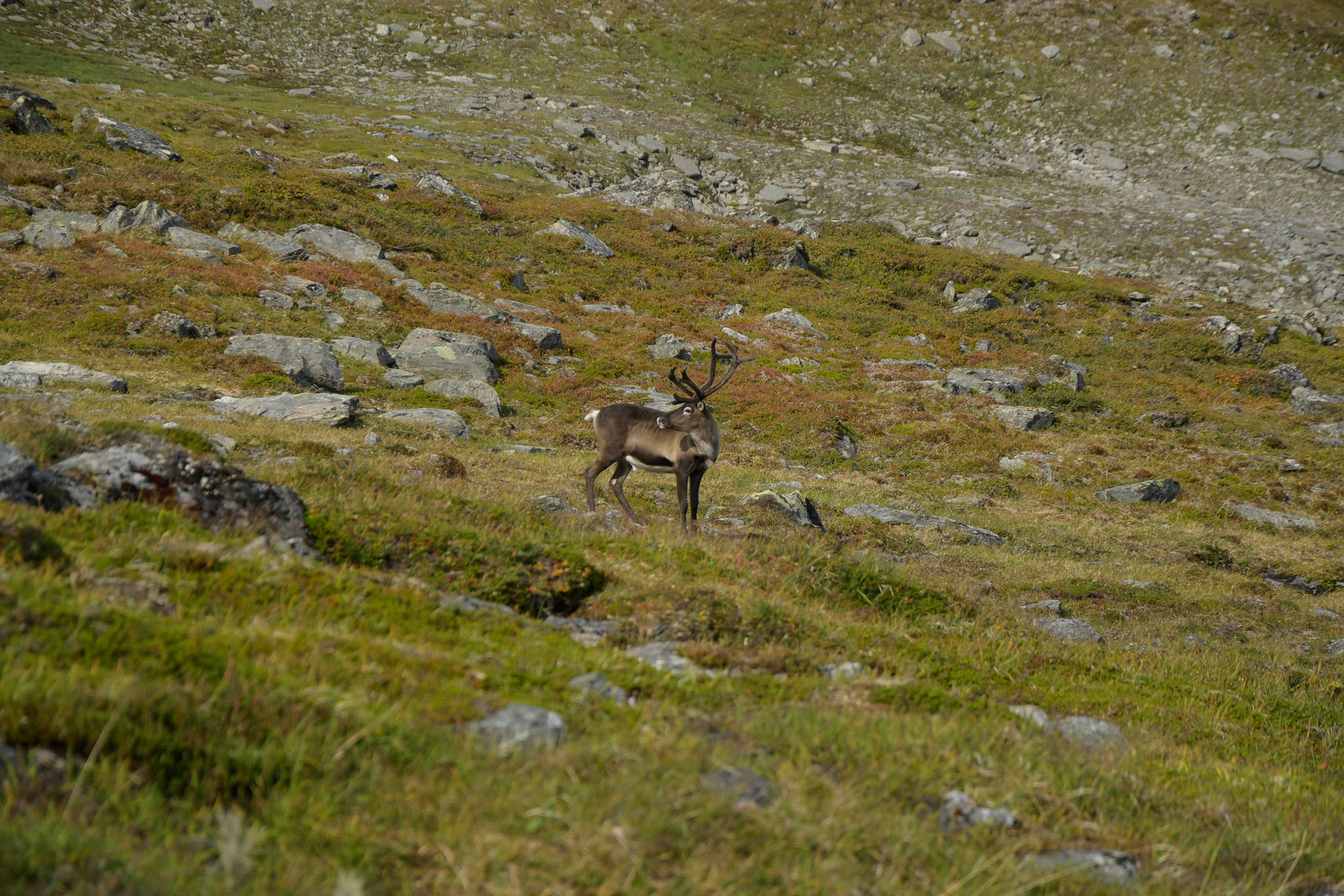 45-Lapland2019_DSC6449_W.jpg