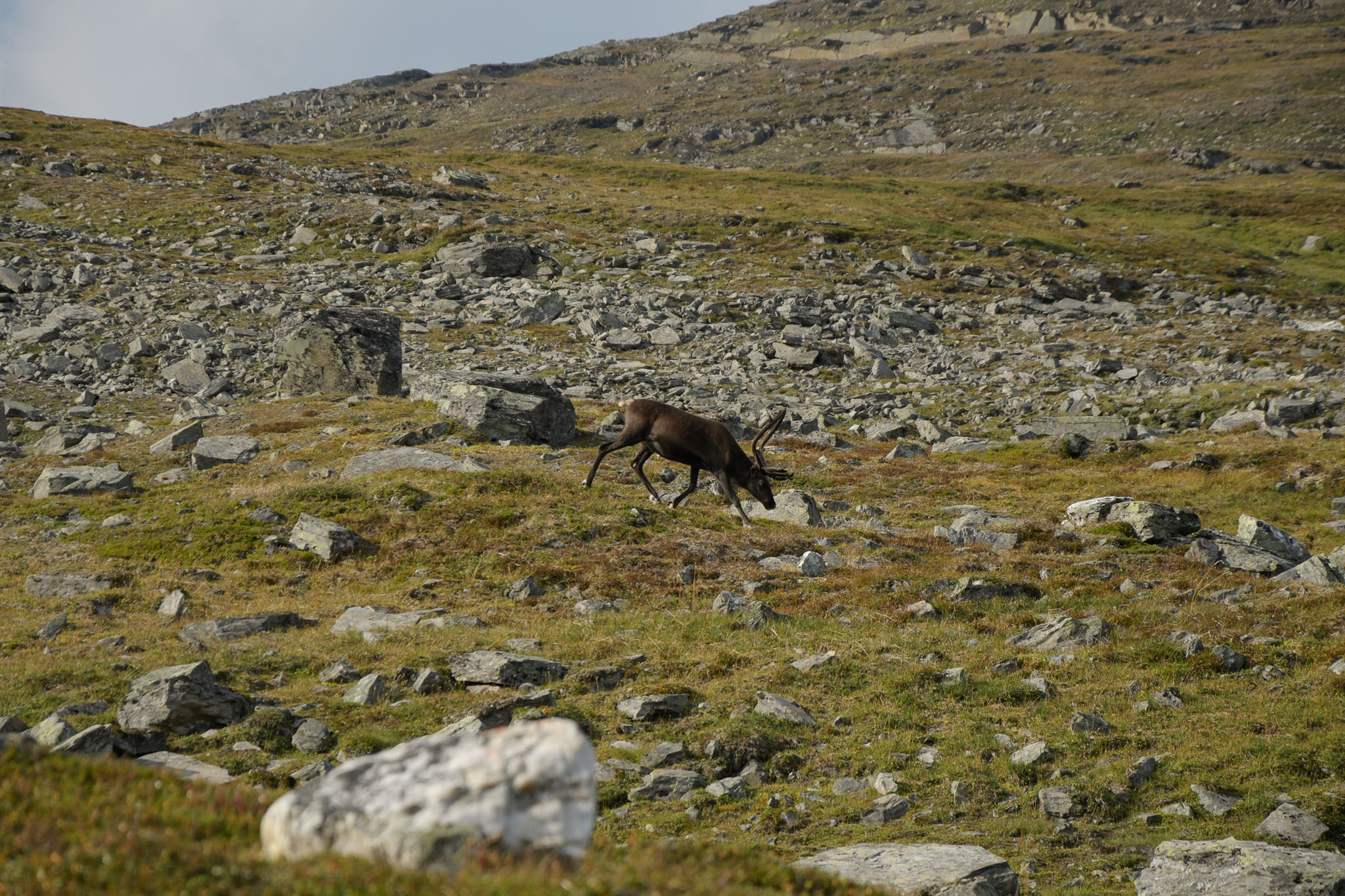 46-Lapland2019_DSC6451_W.jpg