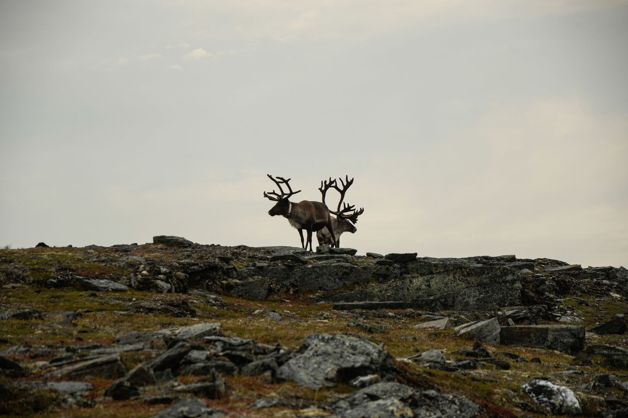 76-Lapland2019_DSC6529_W.jpg