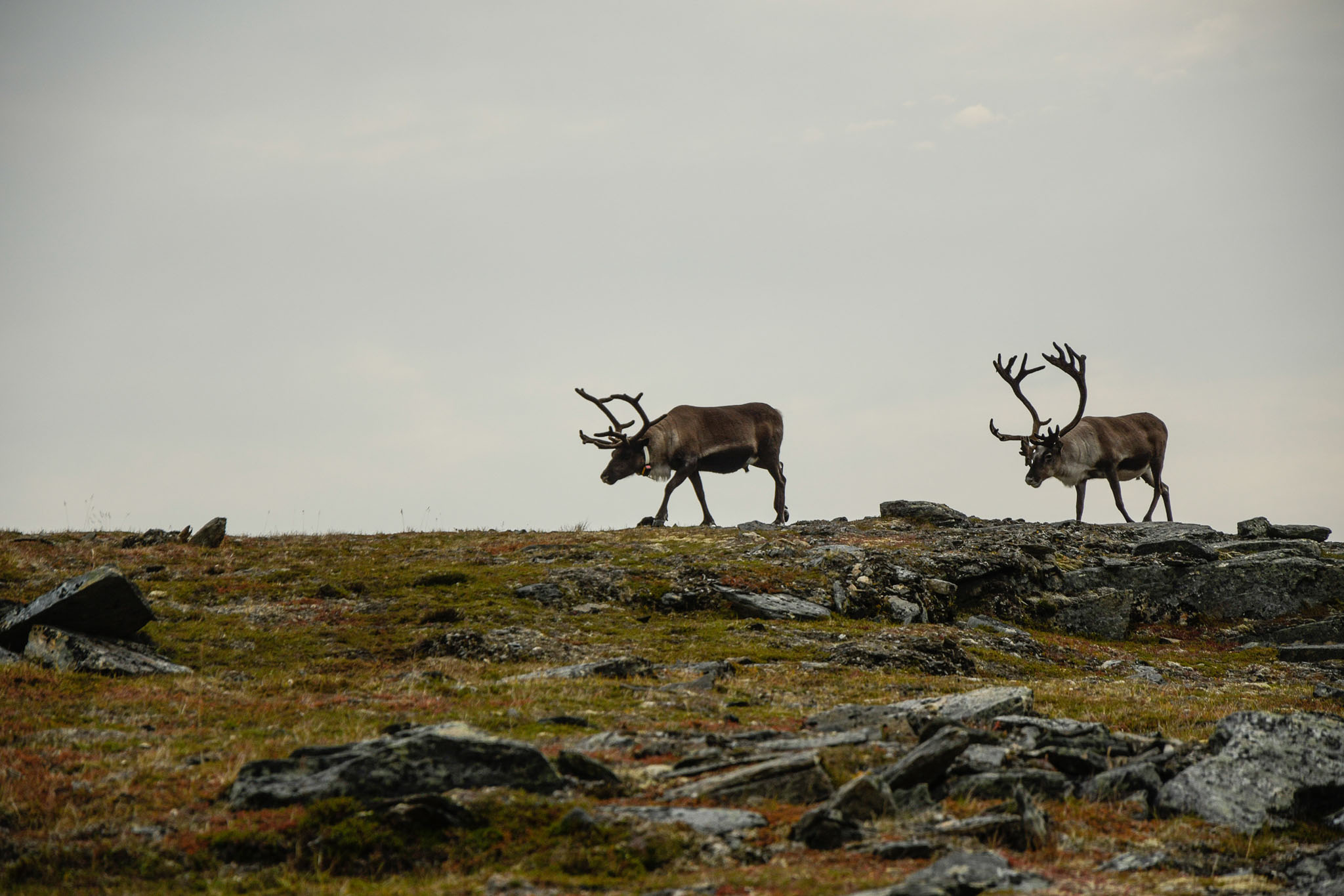 77-Lapland2019_DSC6530_W.jpg